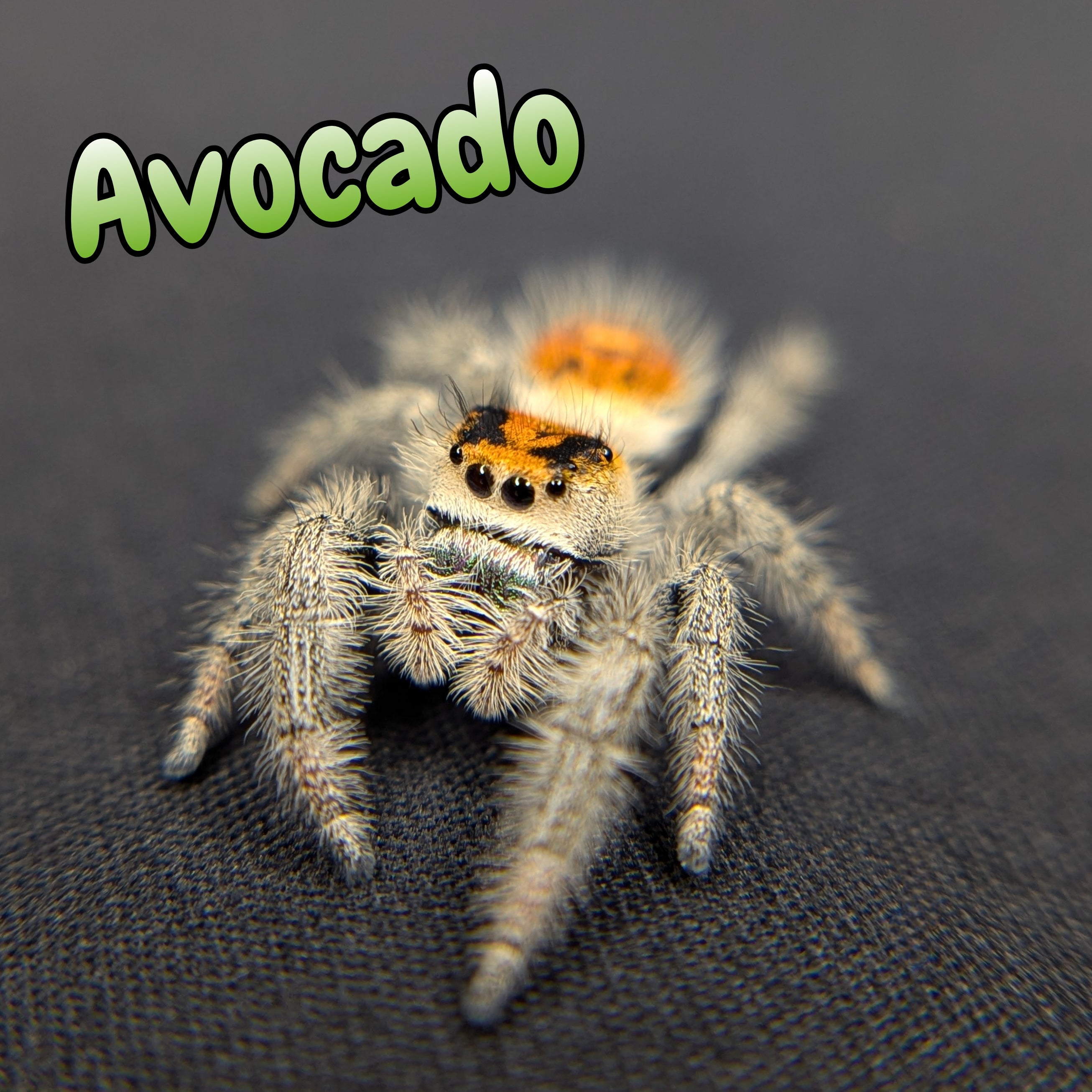 jumping spider for sale named avocado, front view