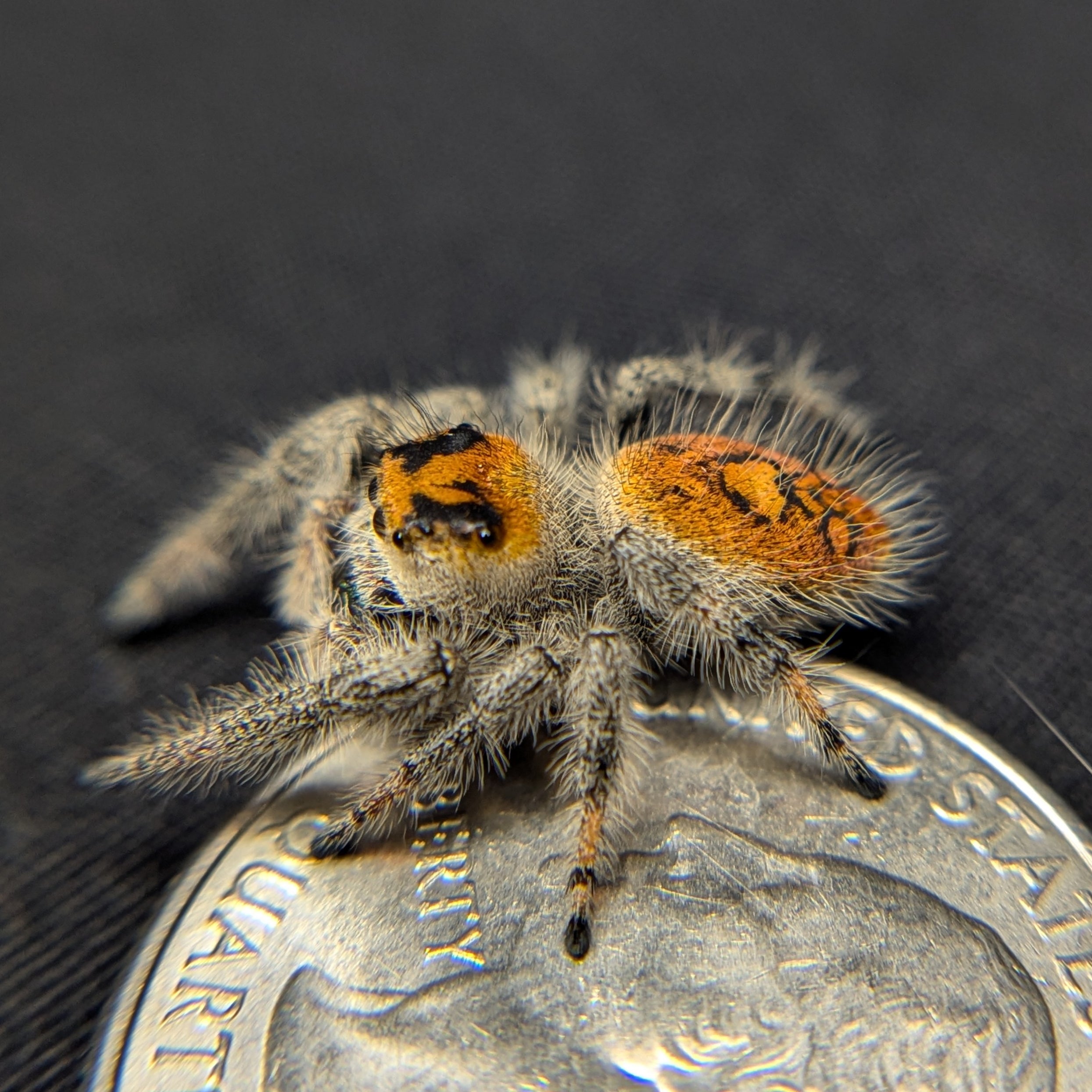 jumping spider for sale named avocado, back view