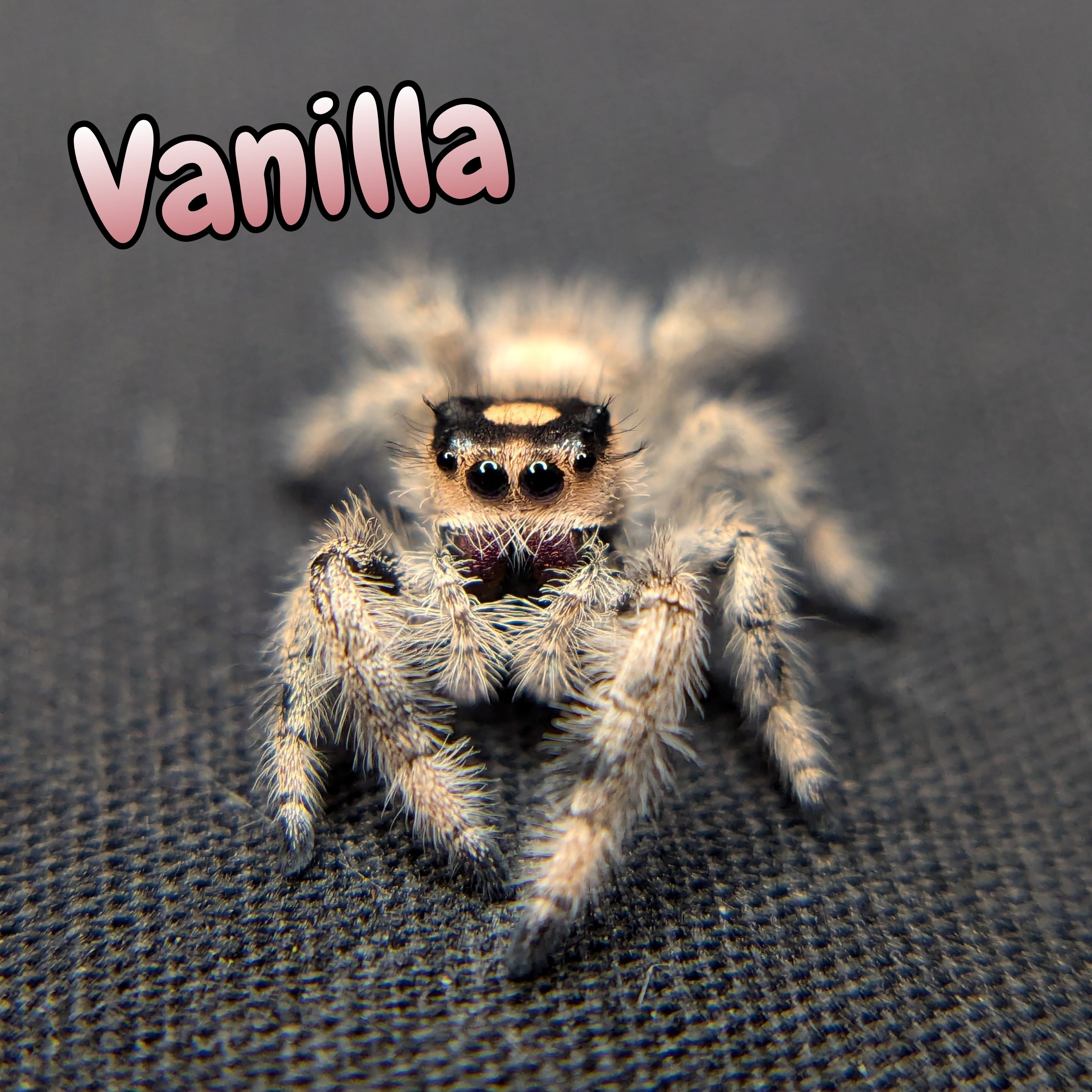 Regal Jumping Spider "Vanilla"