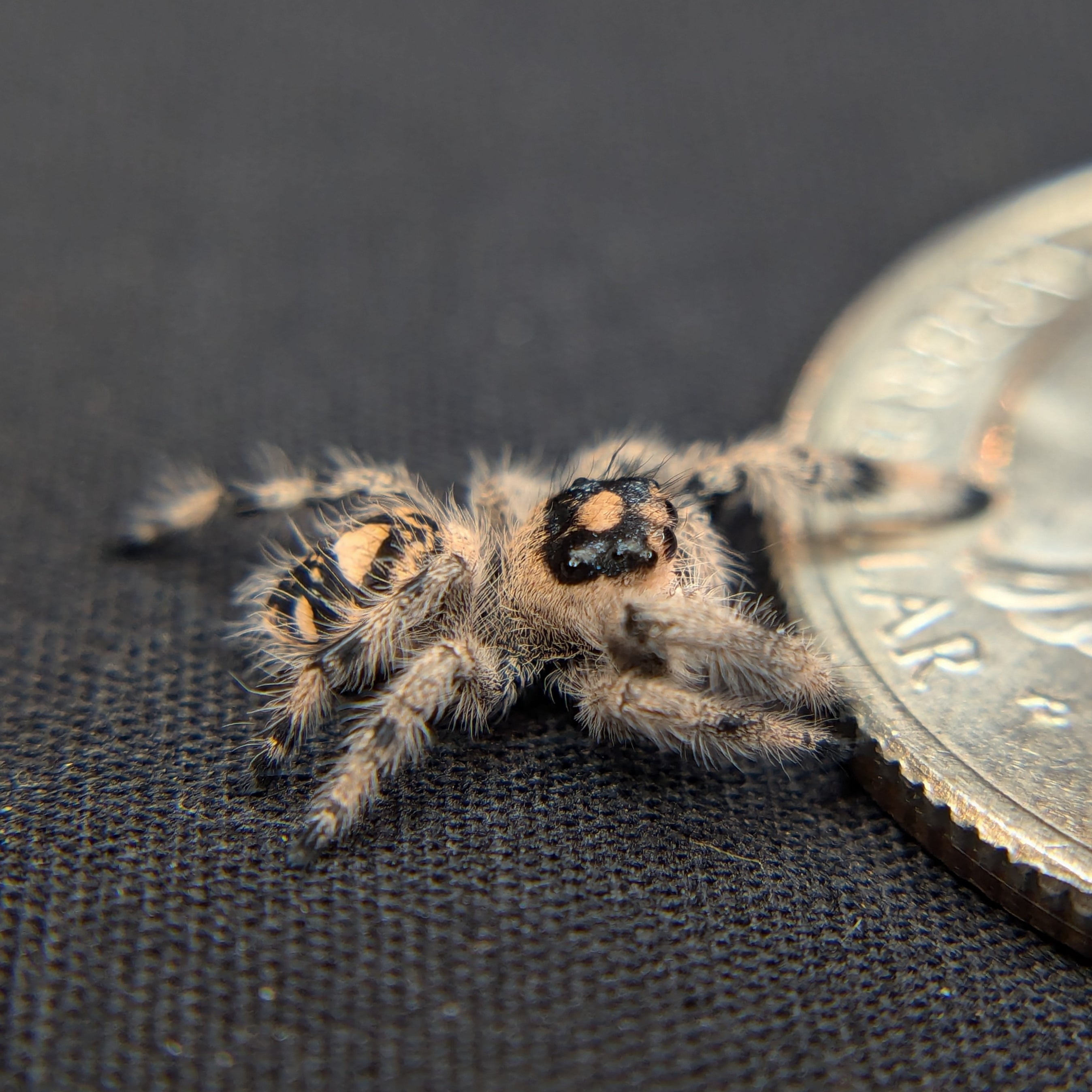 Regal Jumping Spider "Vanilla"