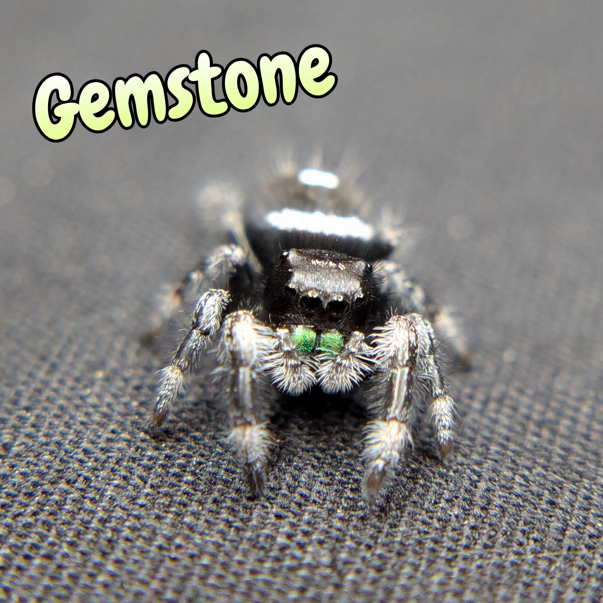 Regal Jumping Spider "Gemstone"