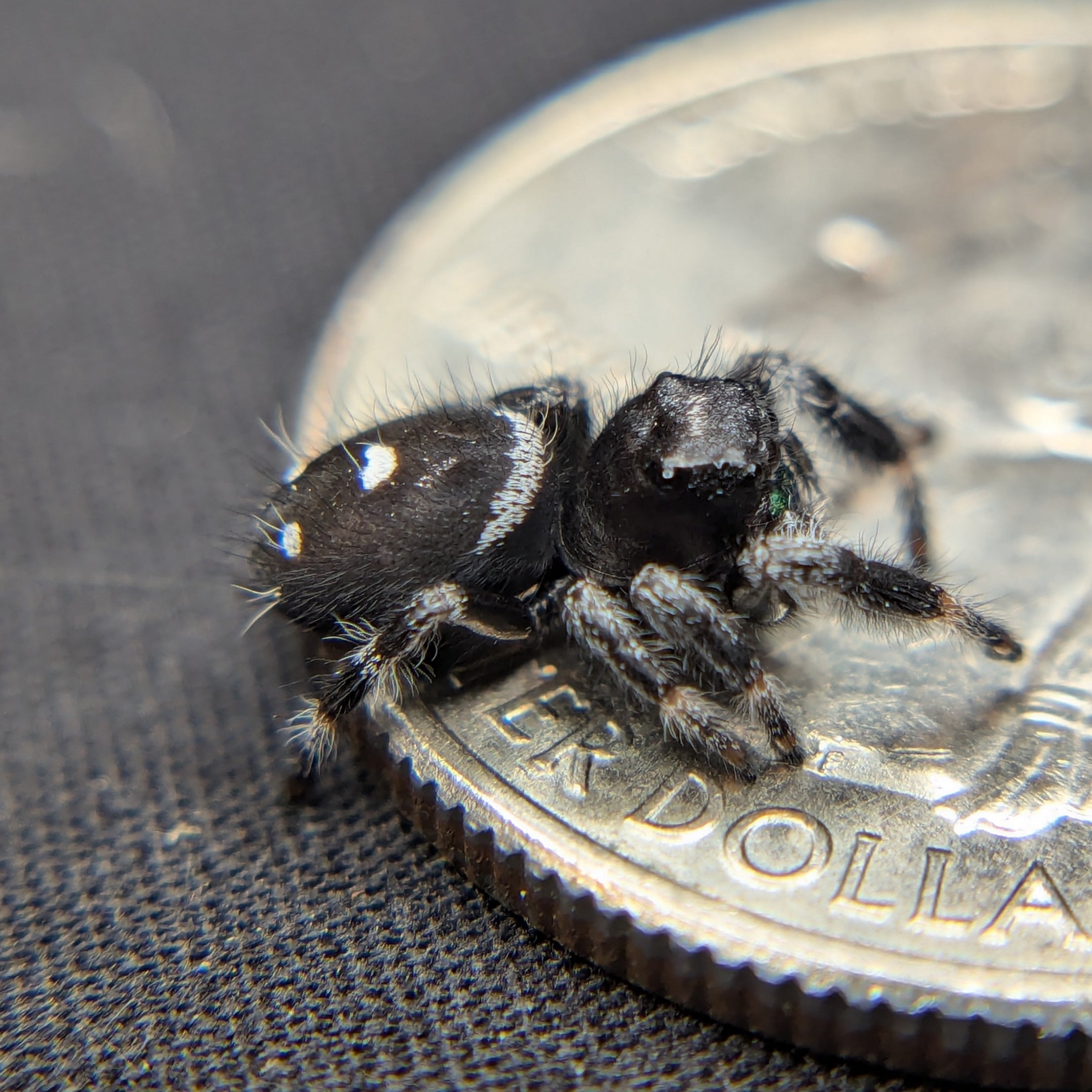 Regal Jumping Spider "Gemstone"