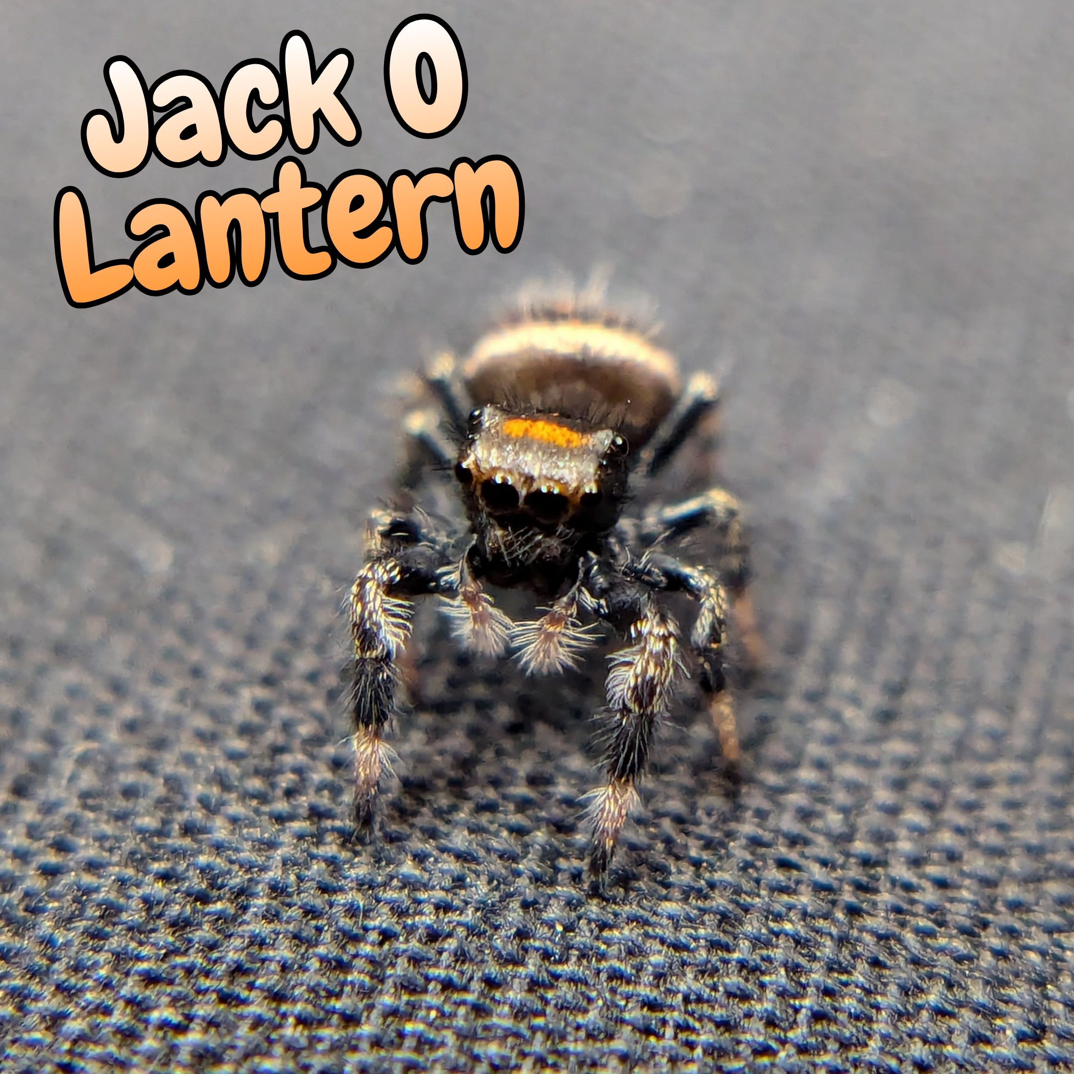 jumping spider for sale named jack o lantern, front view