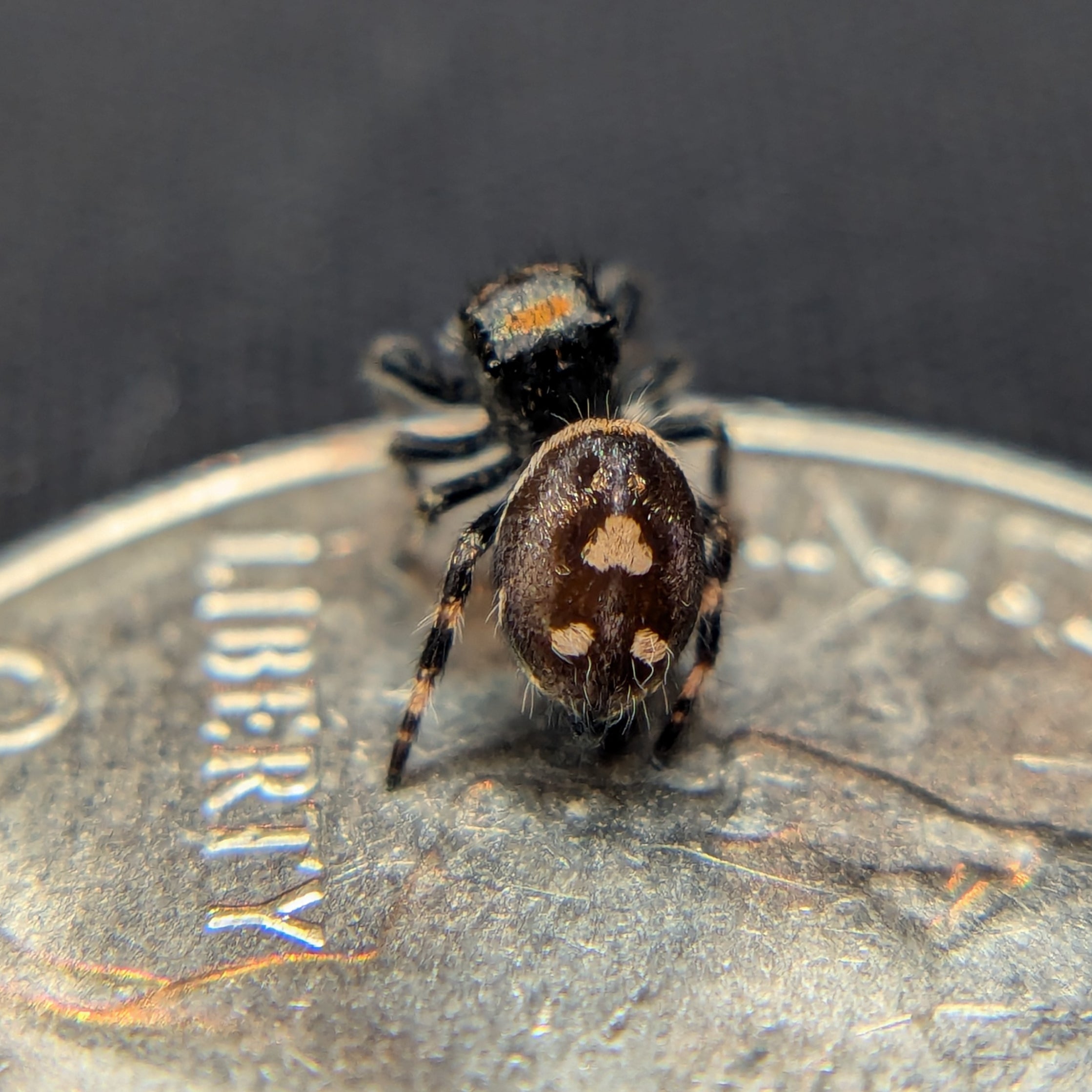 jumping spider for sale named jack o lantern, back view