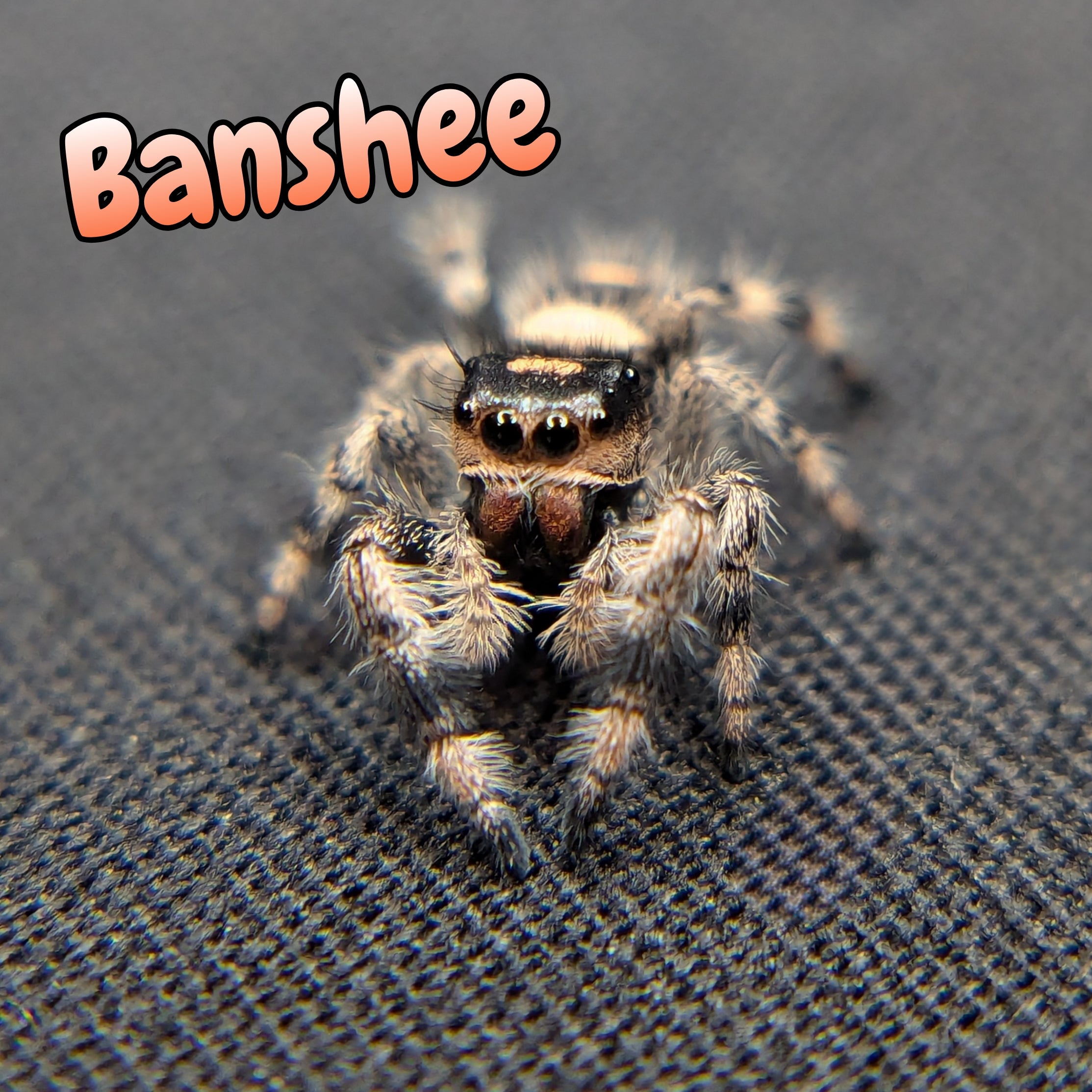 Regal Jumping Spider "Banshee"