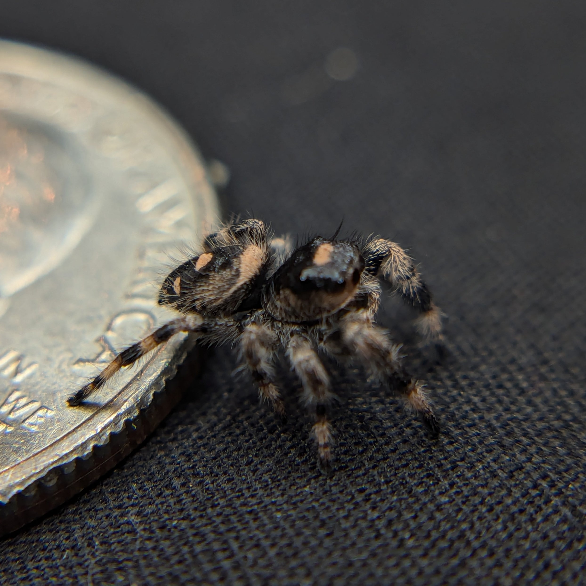 Regal Jumping Spider "Banshee"