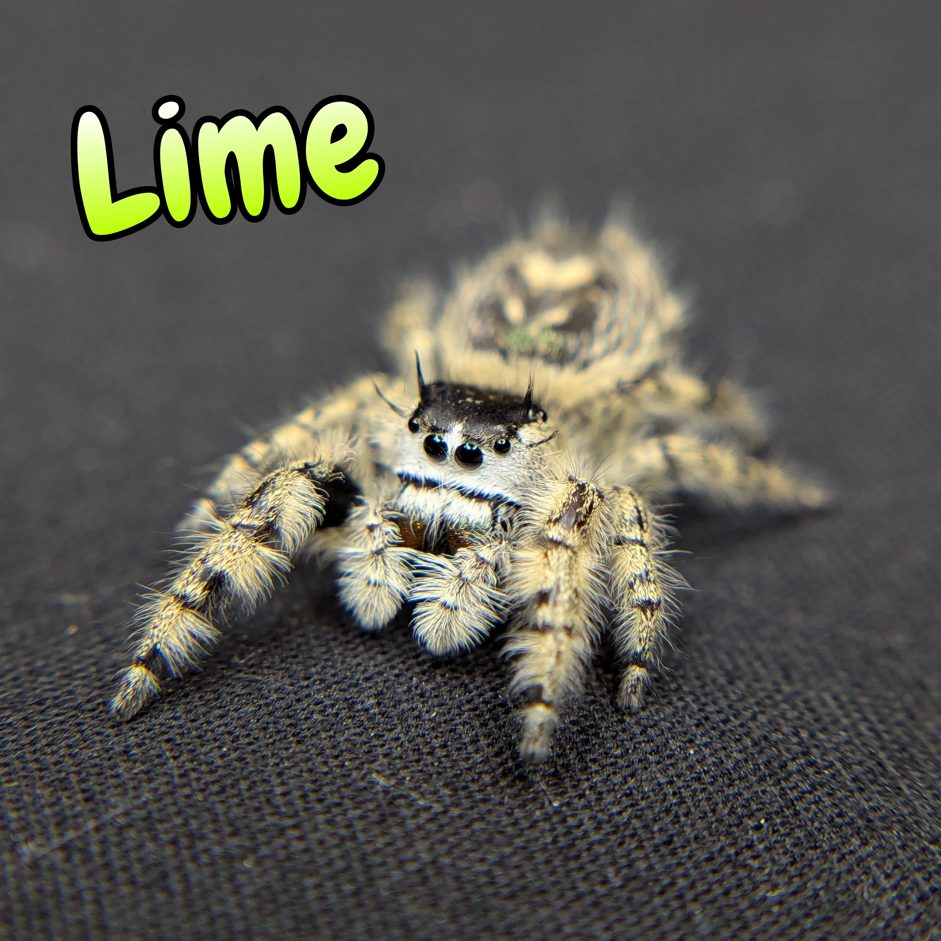 Otiosus Jumping Spider "Lime" (High White)