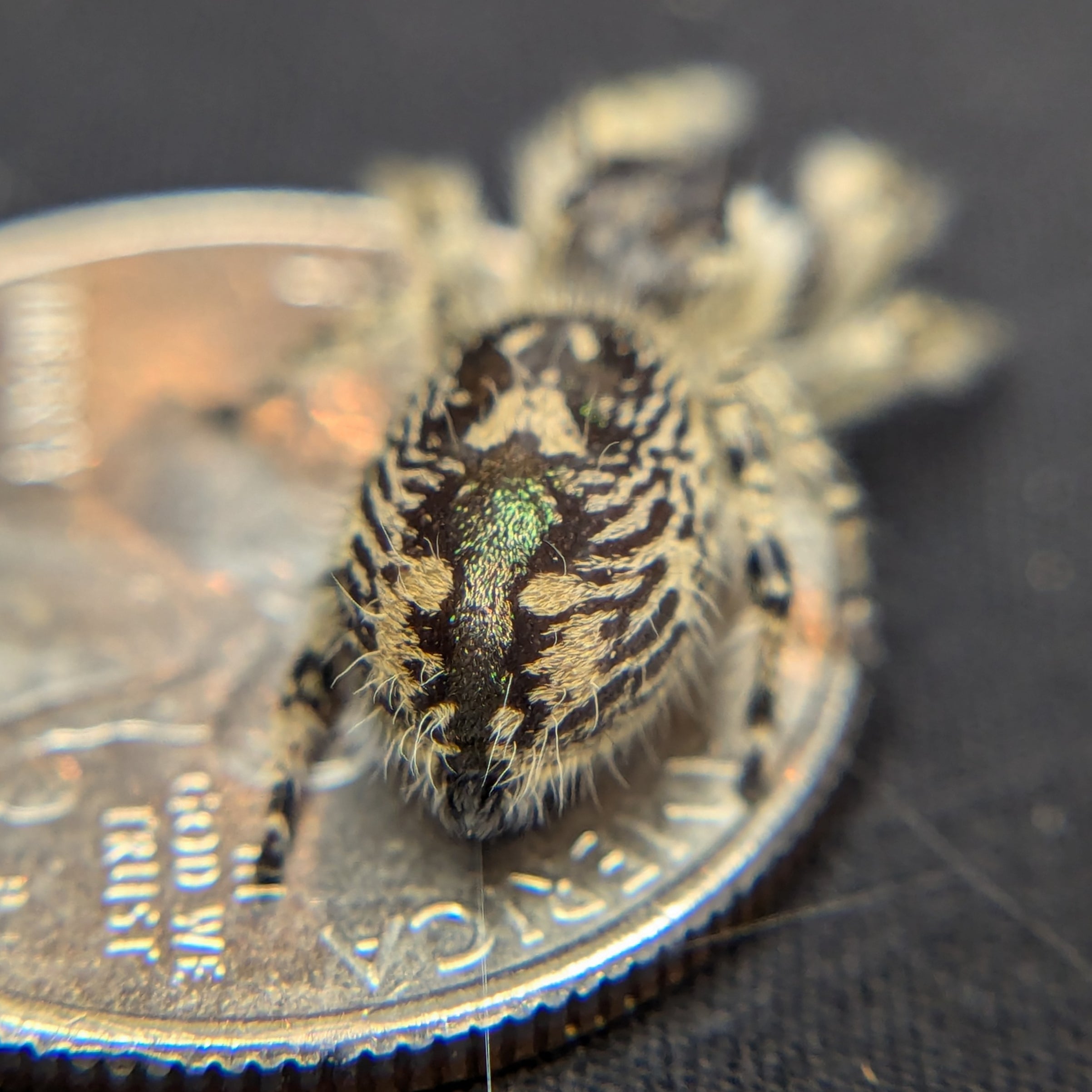 Otiosus Jumping Spider "Lime" (High White)