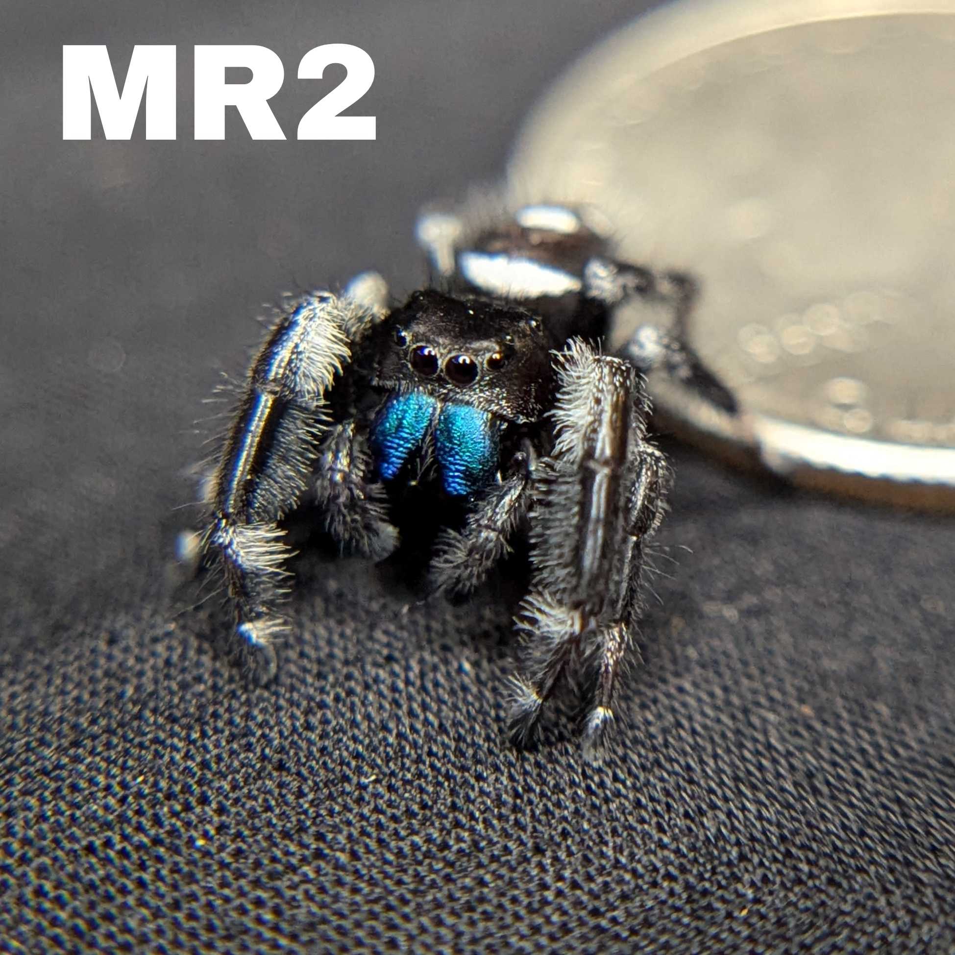 Regal Jumping Spider "Sapphire" (Rare)