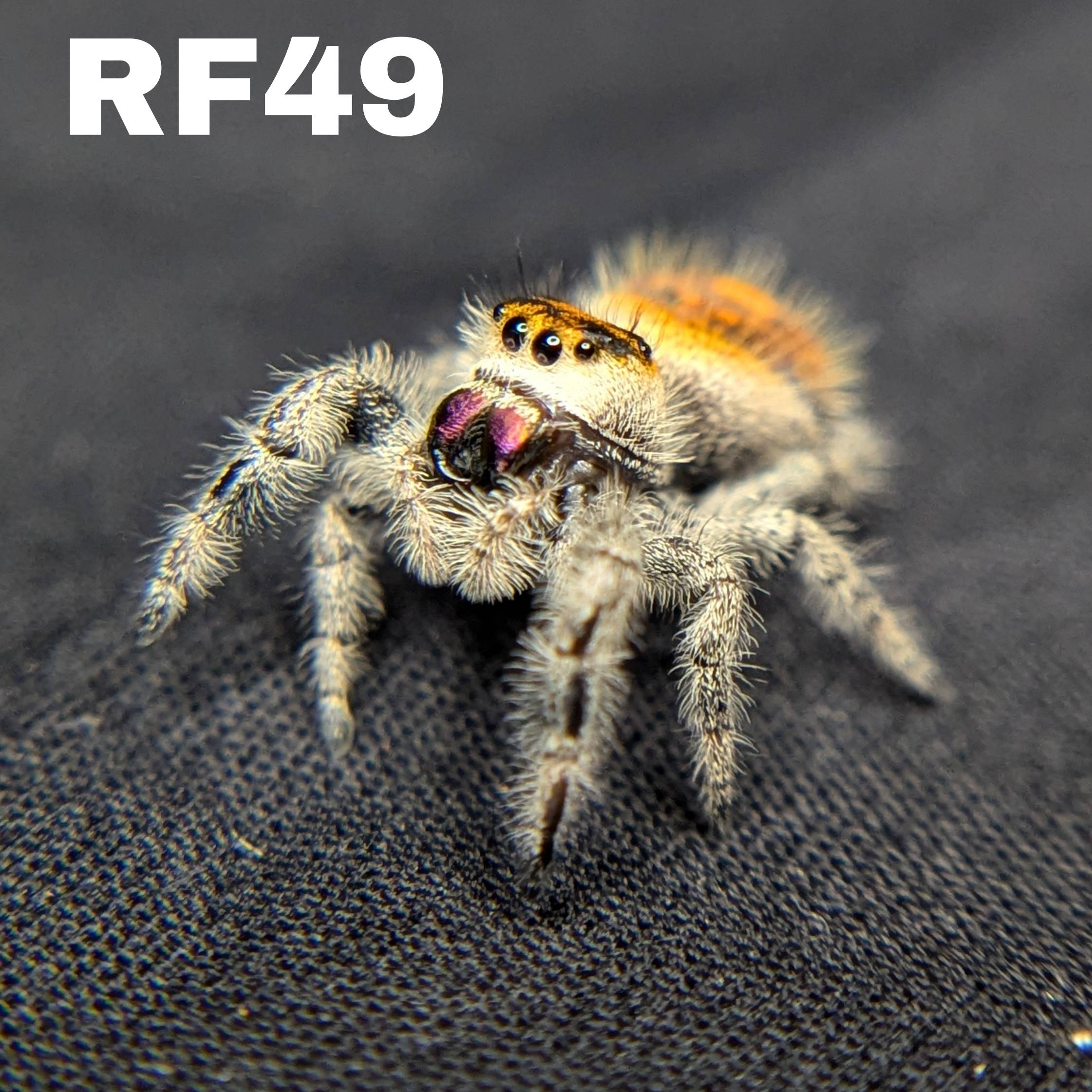 Regal Jumping Spider "Sunset"