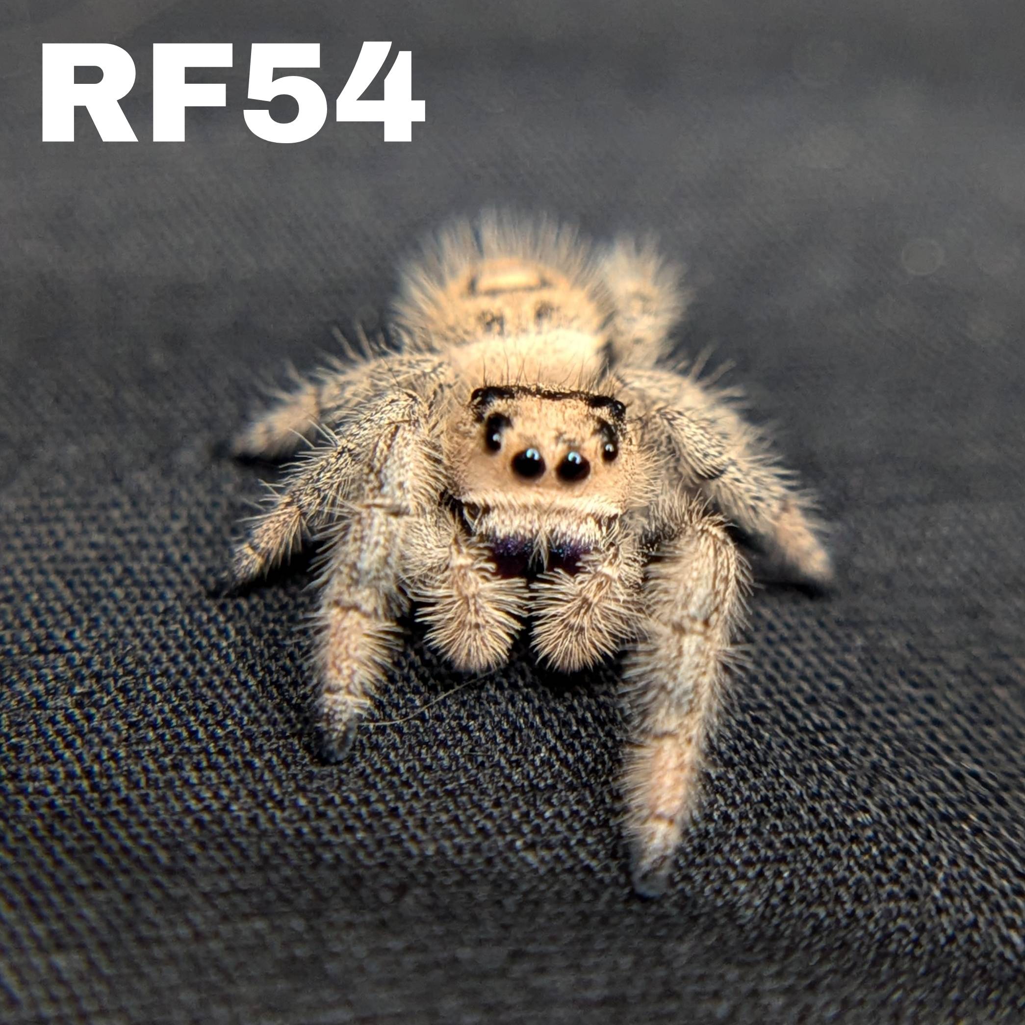 Regal Jumping Spider “Aurora”