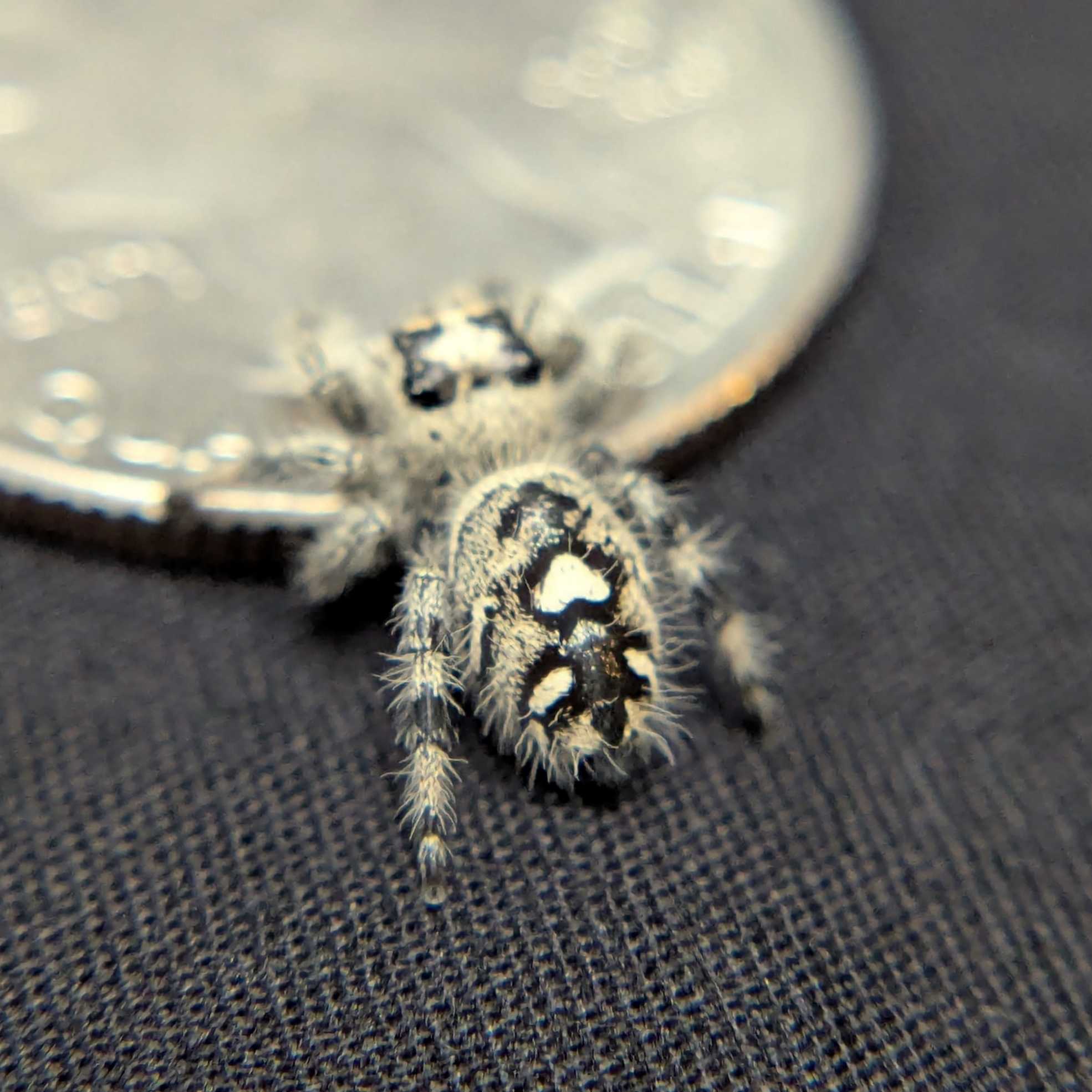 Regal Jumping Spider "Rosie"