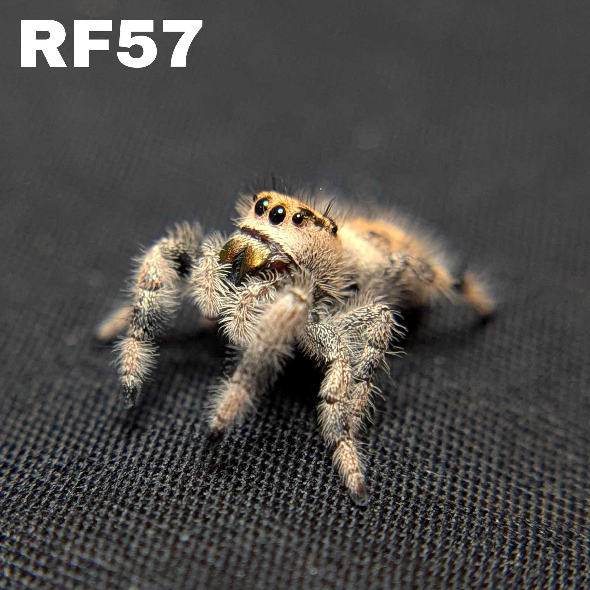 Regal Jumping Spider "Maple"