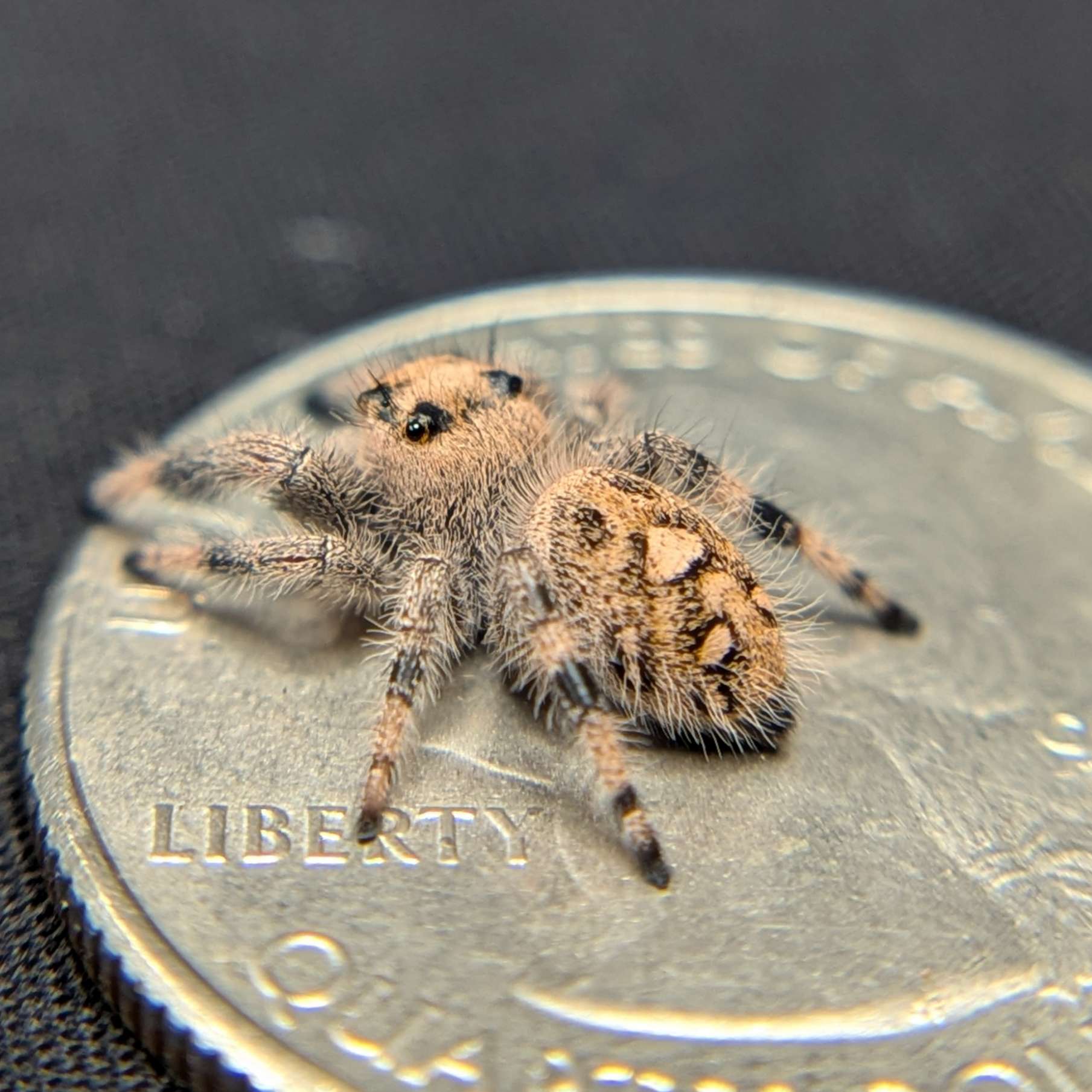 Regal Jumping Spider "Maple"