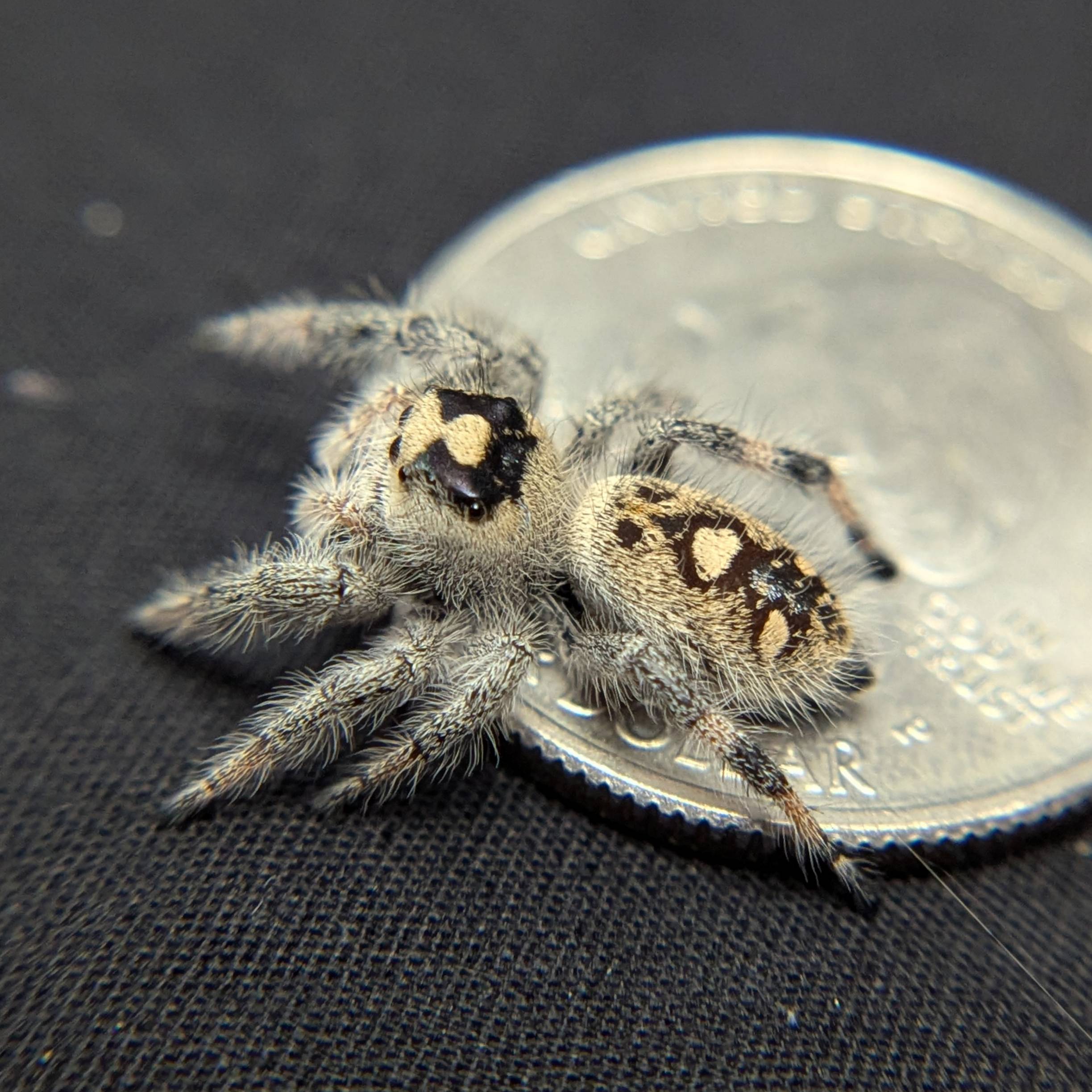 Regal Jumping Spider “White Truffle”