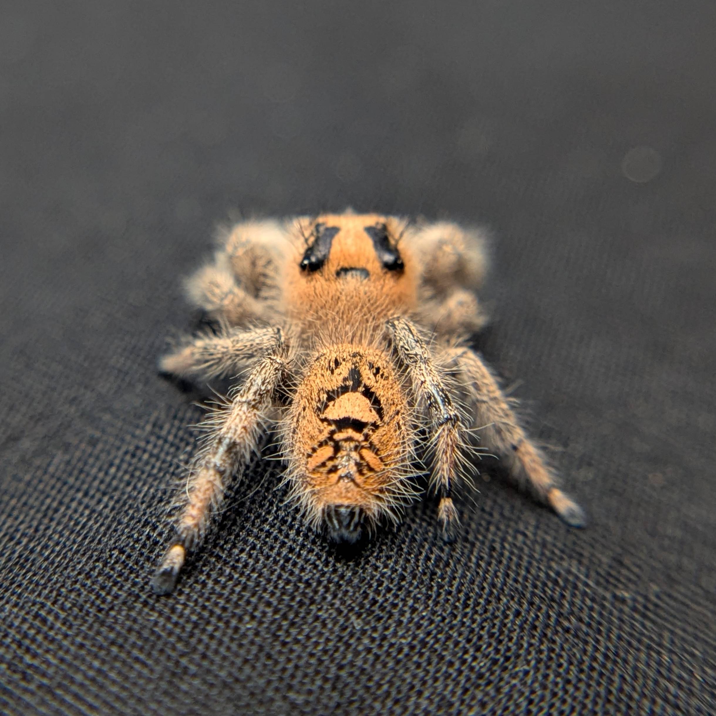 Female Regal Jumping Spider Rachel  - Back View