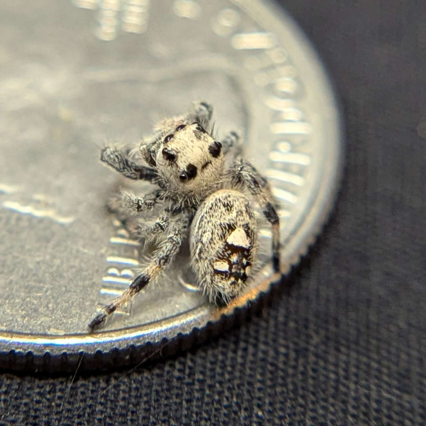 Regal Jumping Spider "Coconut"