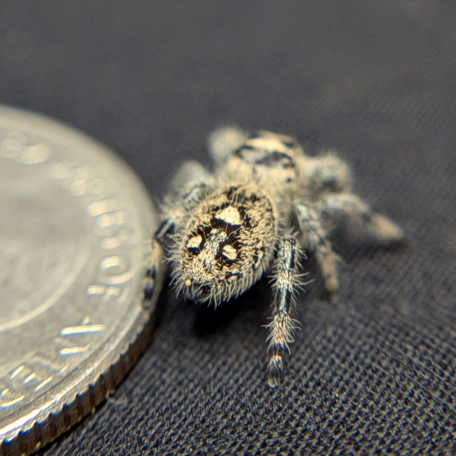 Female Regal Jumping Spider Pastry - Back View