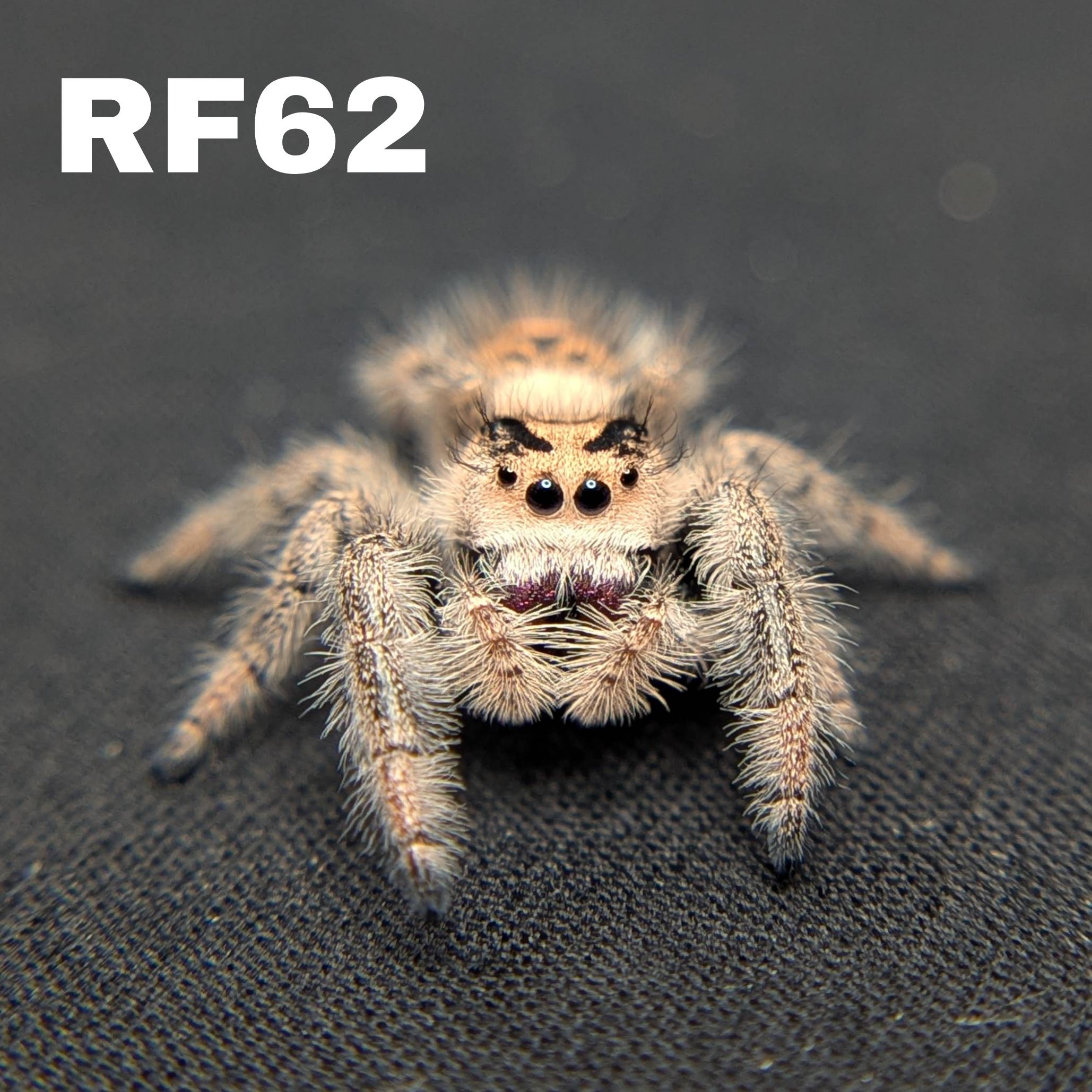 Regal Jumping Spider "Velvet"