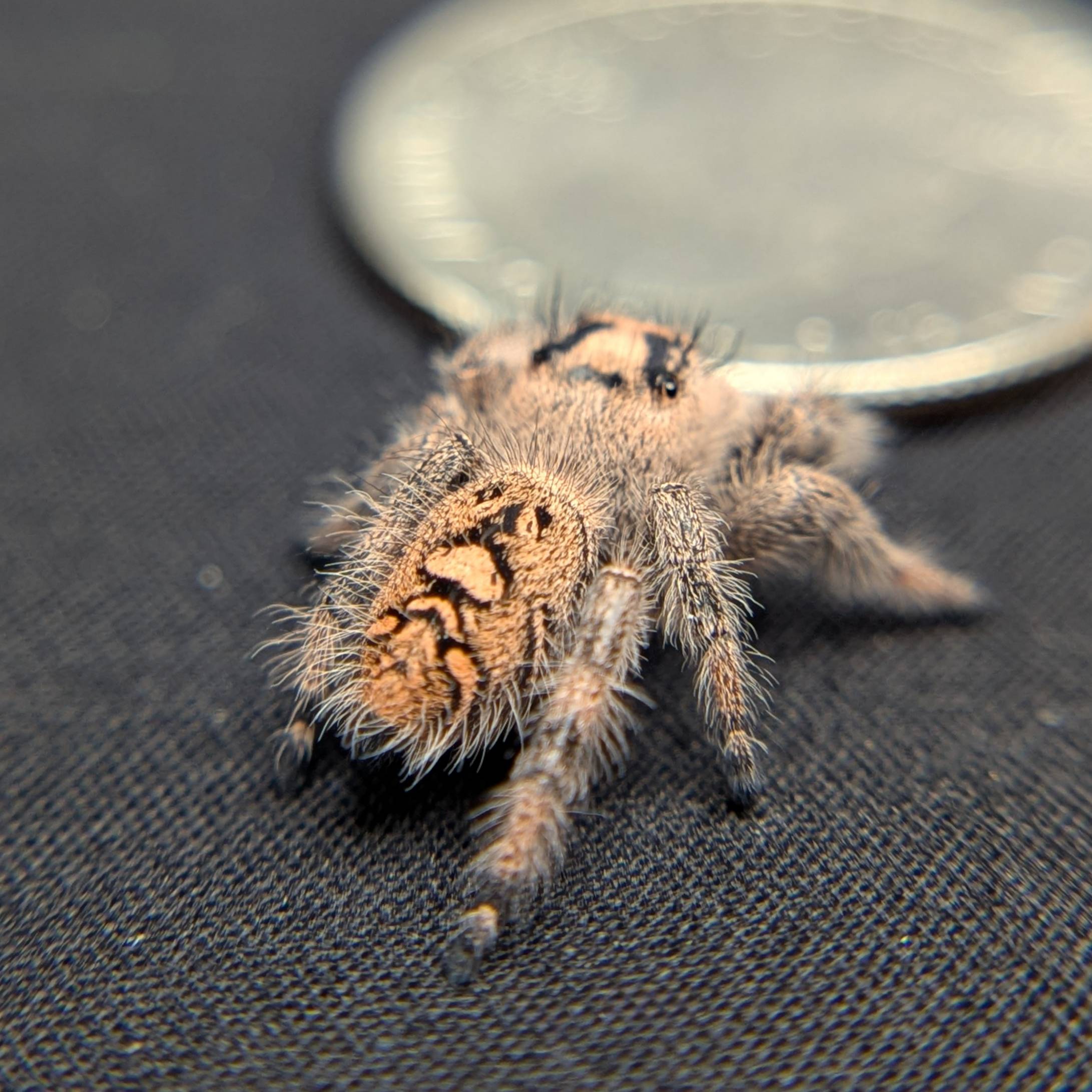 Regal Jumping Spider "Velvet"