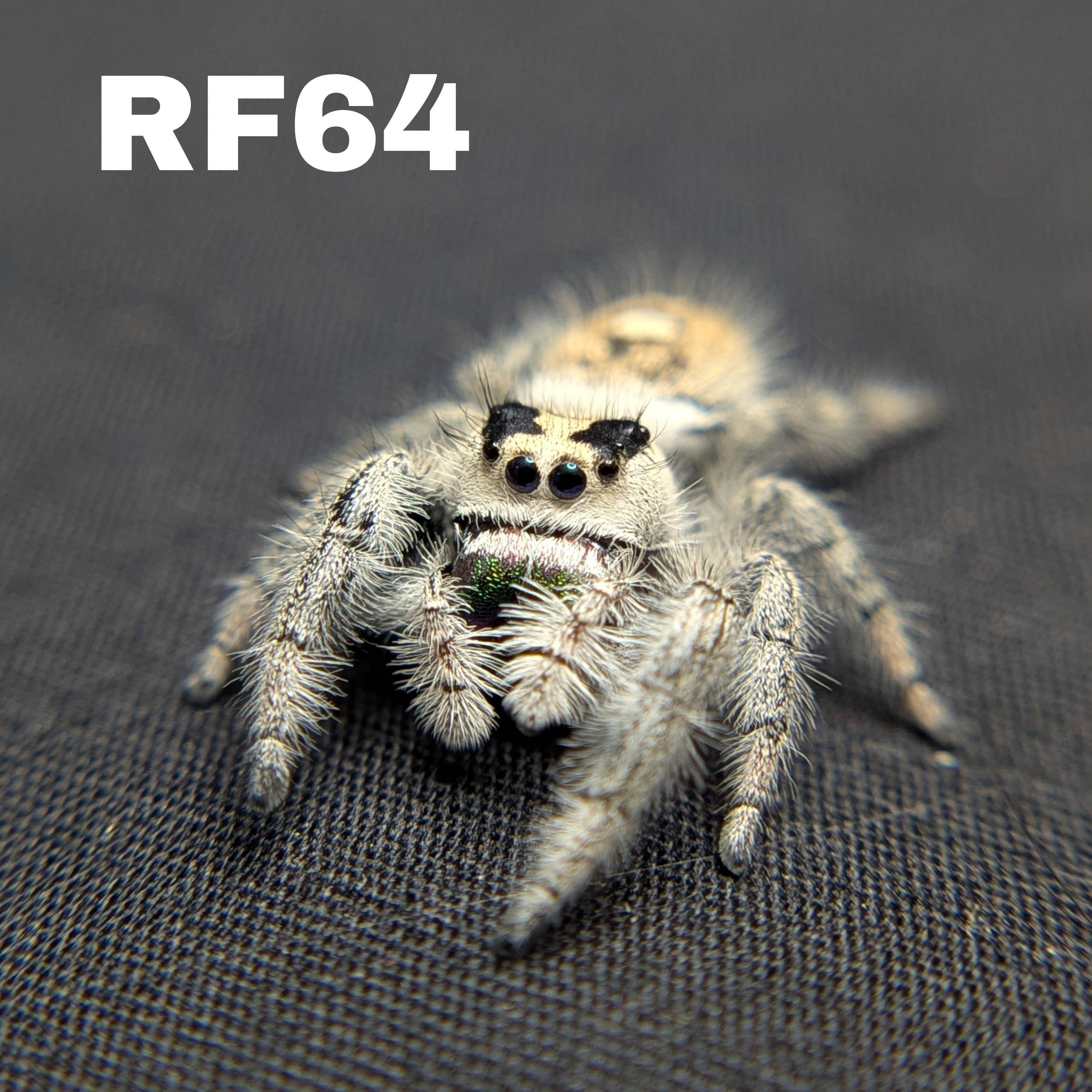 Regal Jumping Spider "Calypso"