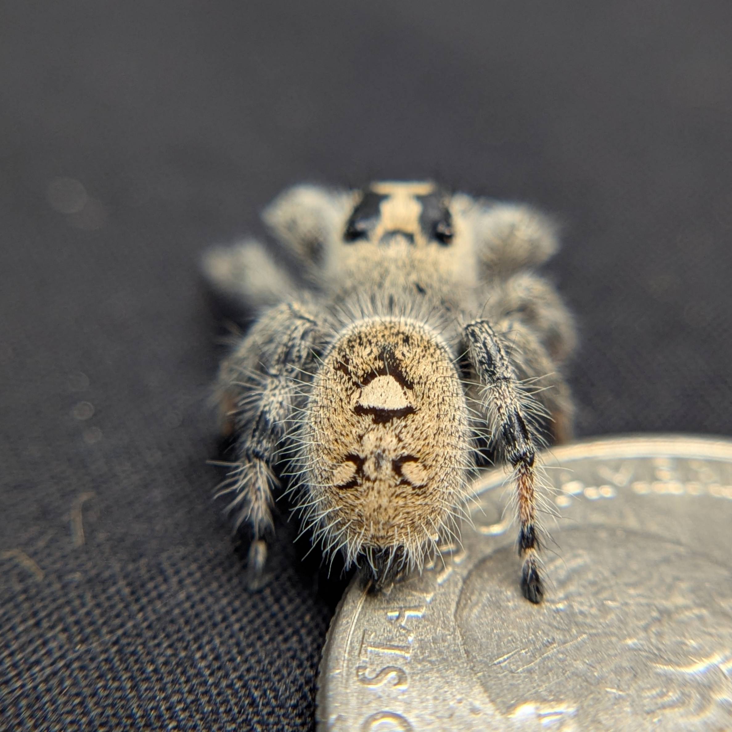 Regal Jumping Spider "Calypso"