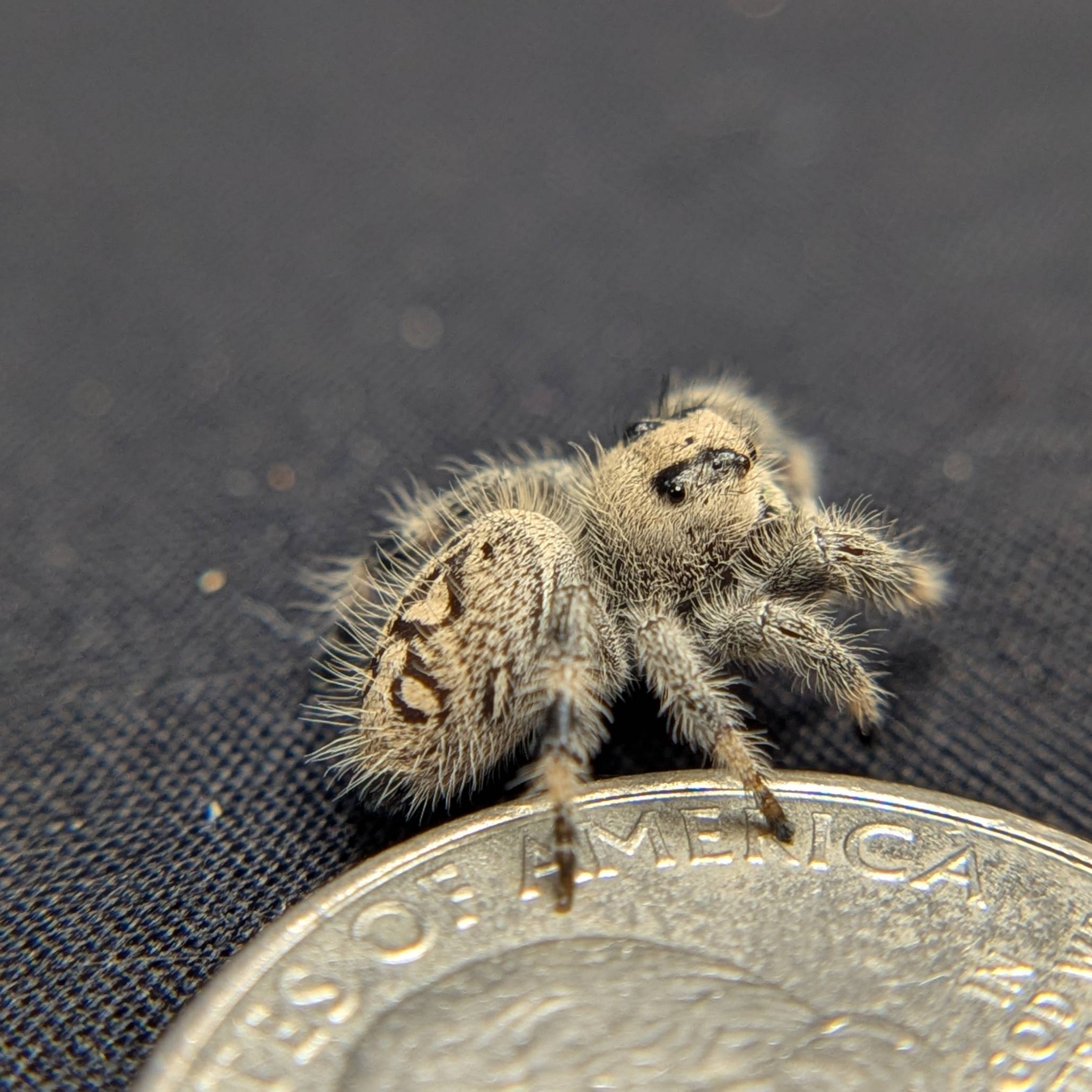Regal Jumping Spider "Pepper"