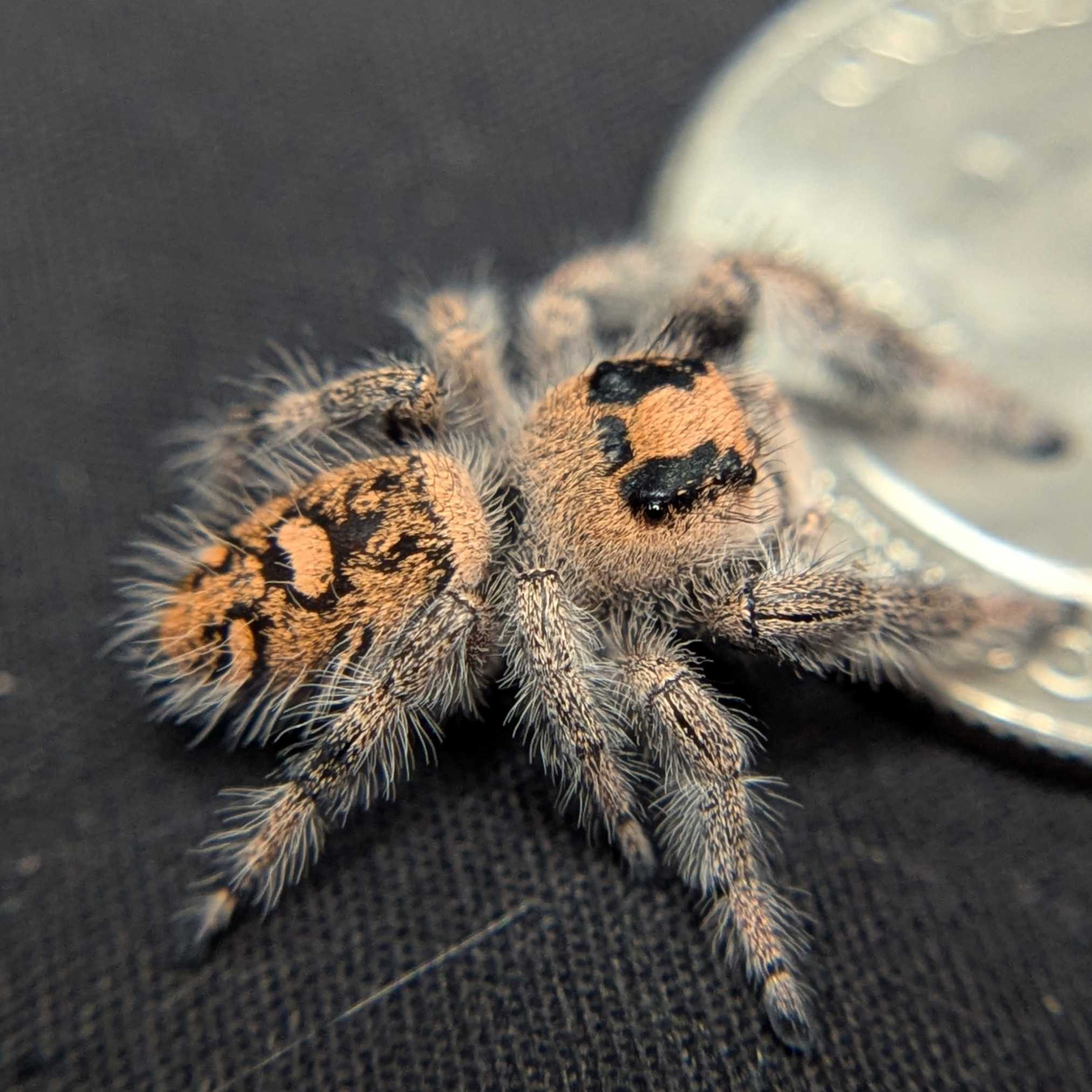 Regal Jumping Spider "Pomegranate"