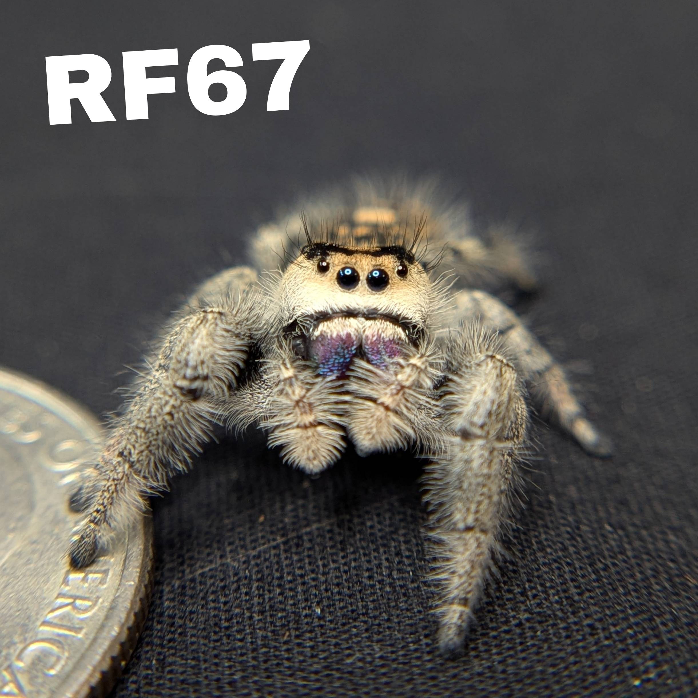 Regal Jumping Spider "Purple Haze"