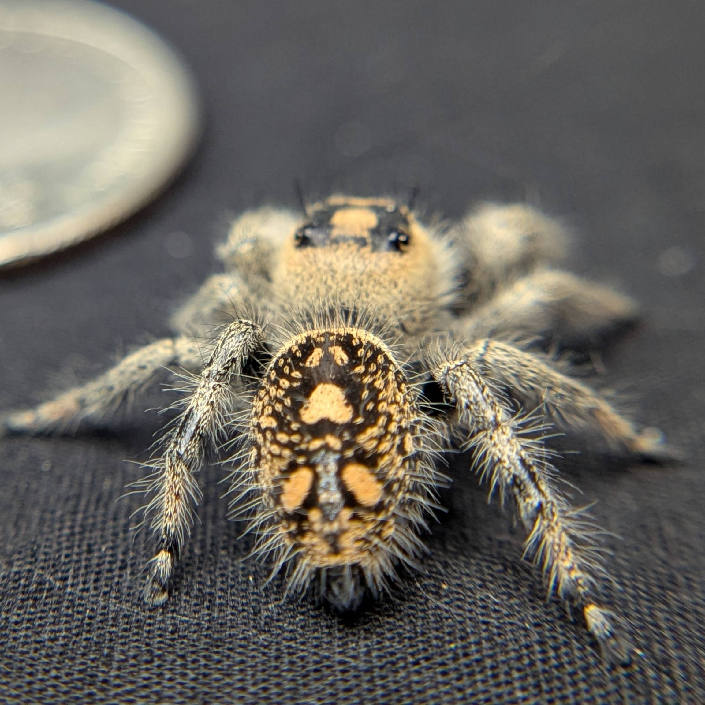 Regal Jumping Spider "Purple Haze"