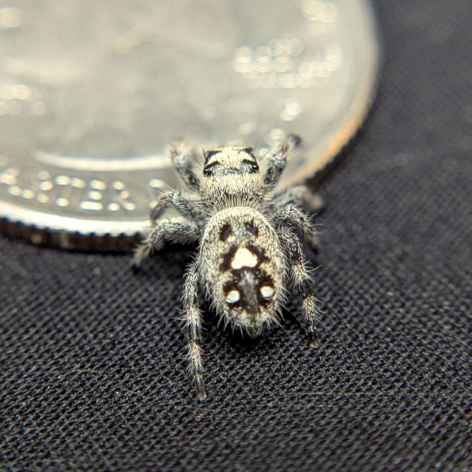 Regal Jumping Spider "Cashew"