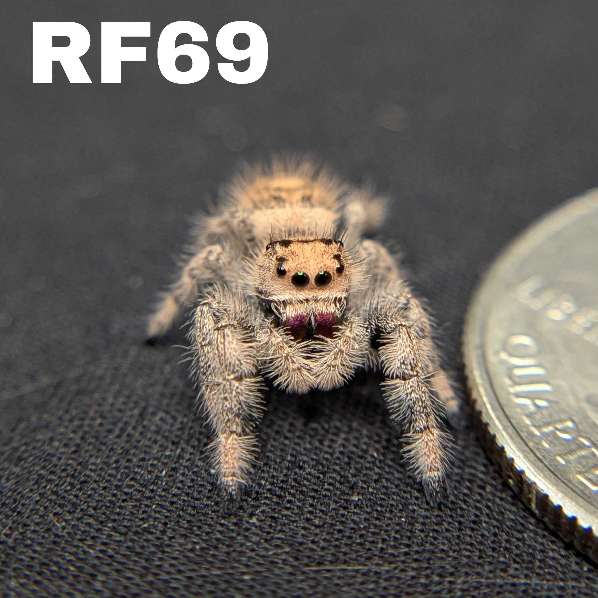 Regal Jumping Spider "Wildberry"
