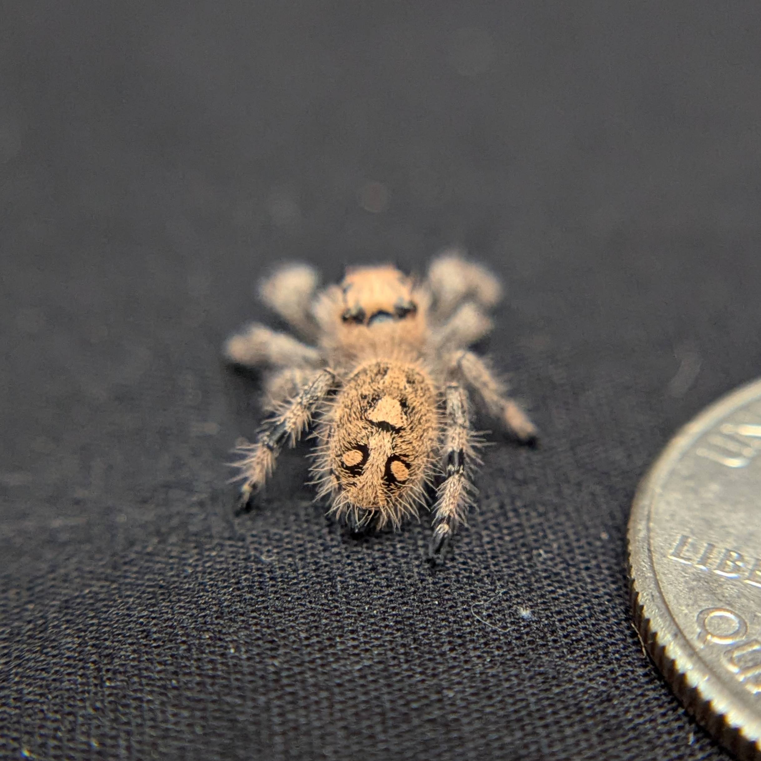 Regal Jumping Spider "Wildberry"
