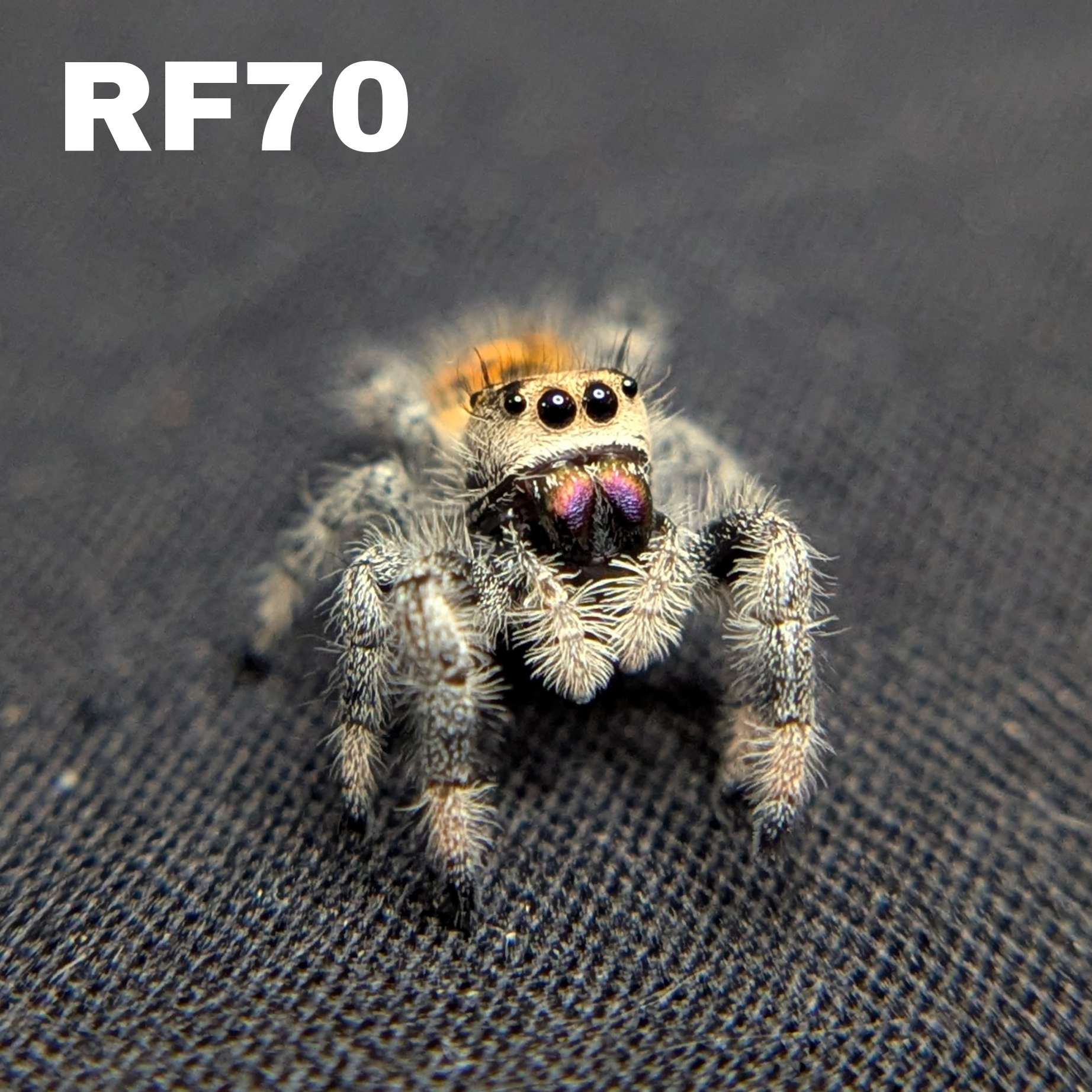 Regal Jumping Spider "Sunshine"