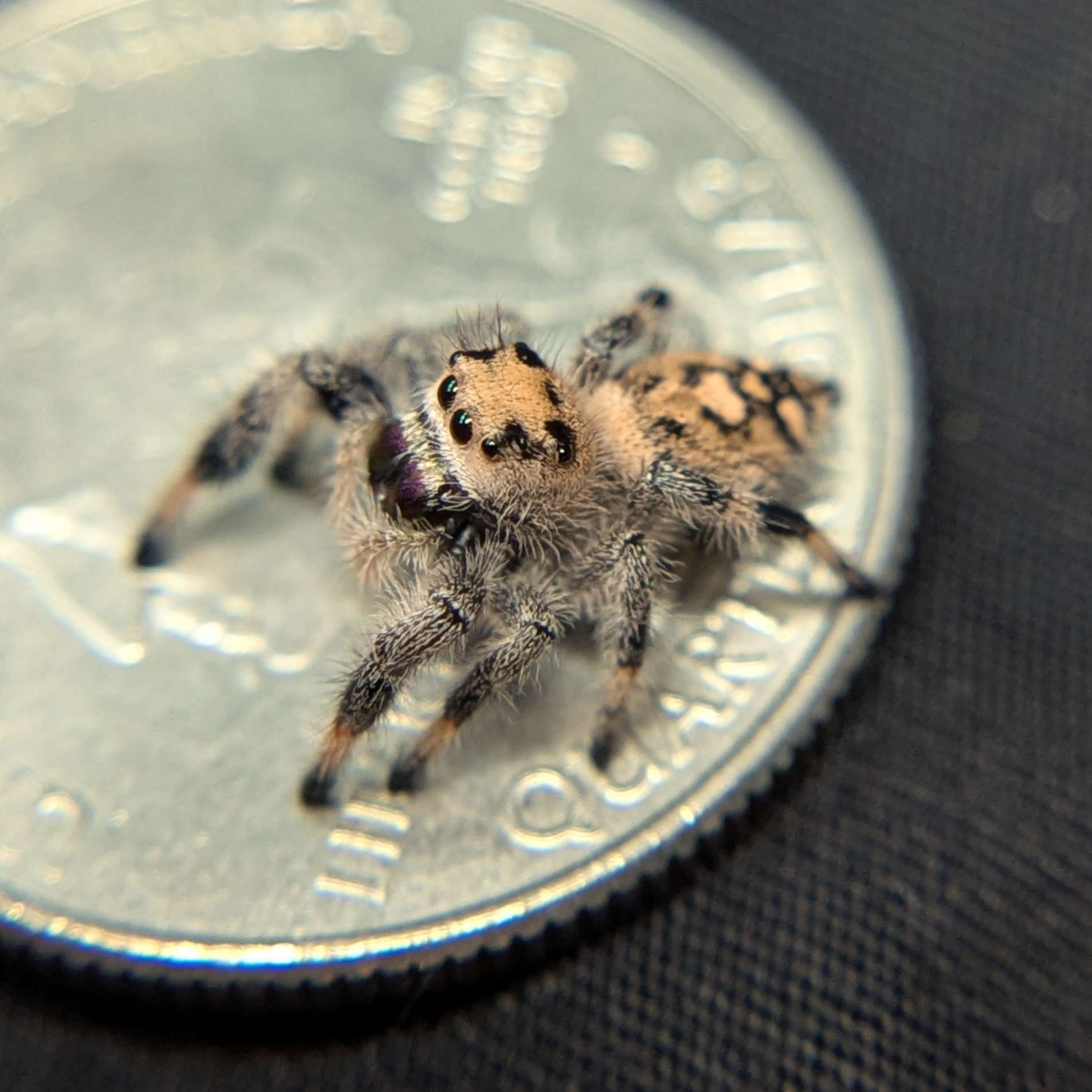 Regal Jumping Spider "Grace"