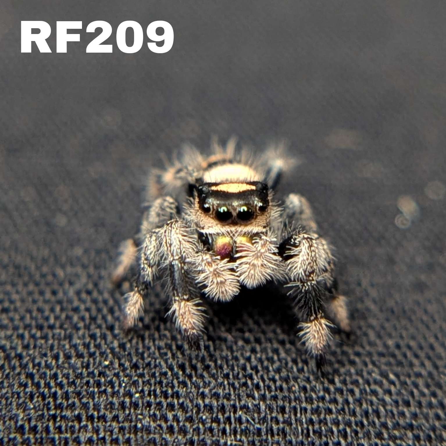 Regal Jumping Spider "Pretzel"