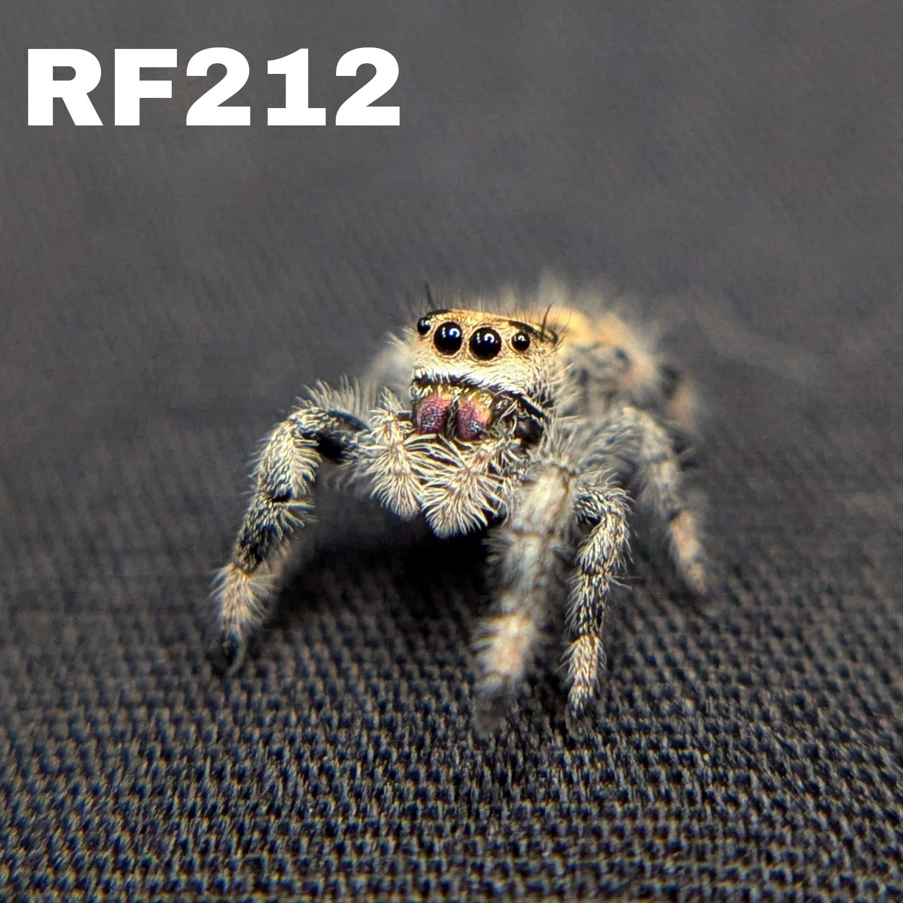 Regal Jumping Spider "Bell"
