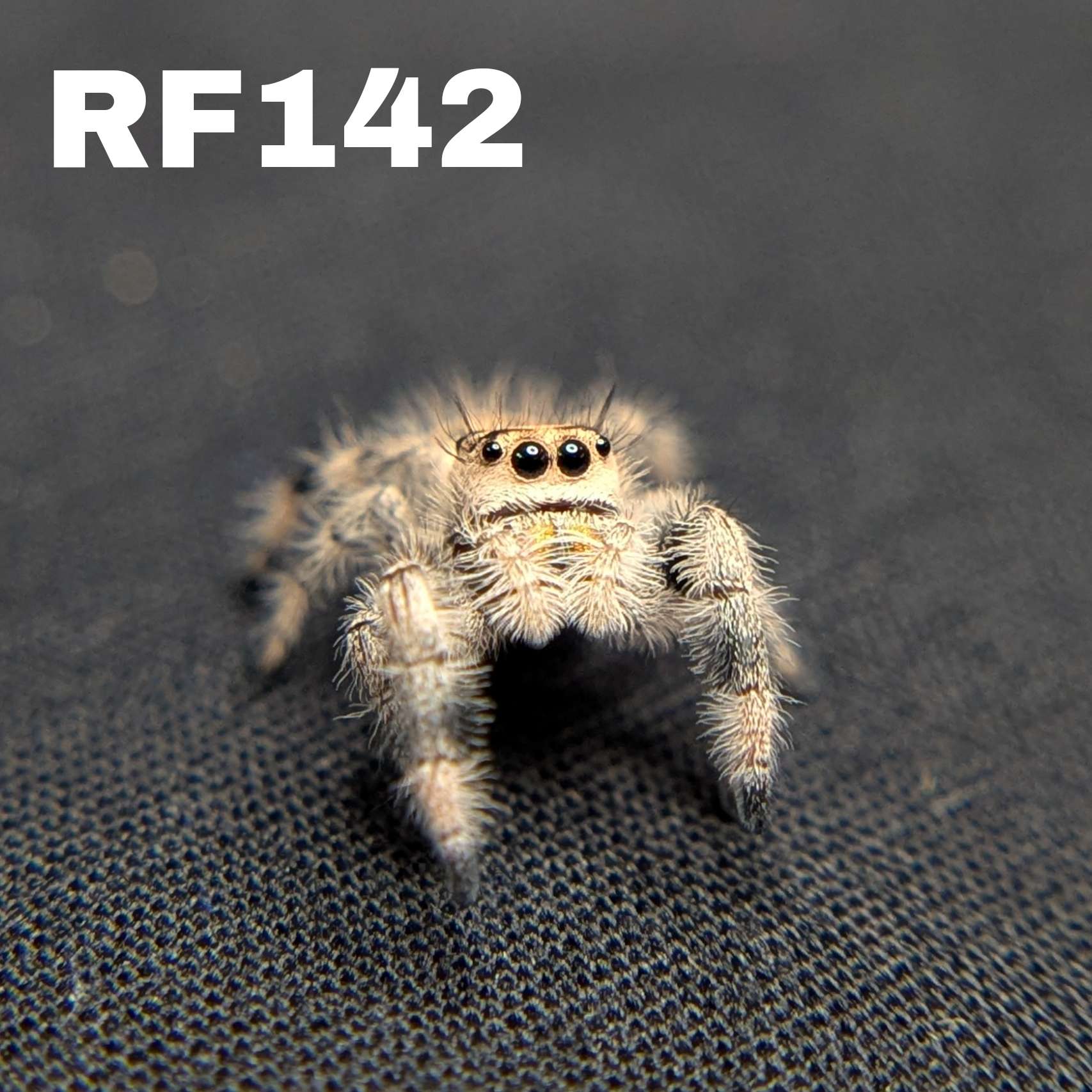Regal Jumping Spider "Crepe"