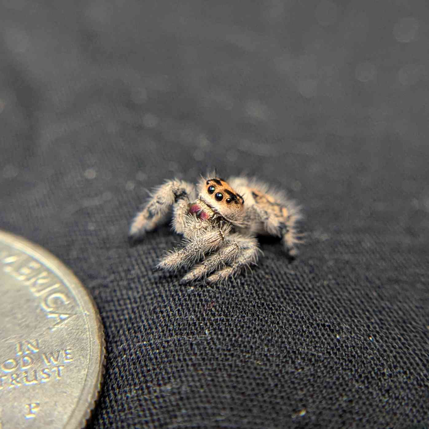 Regal Jumping Spider "Lava"