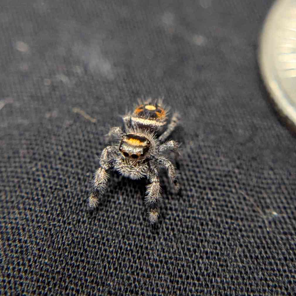 Regal Jumping Spider "Pinto"