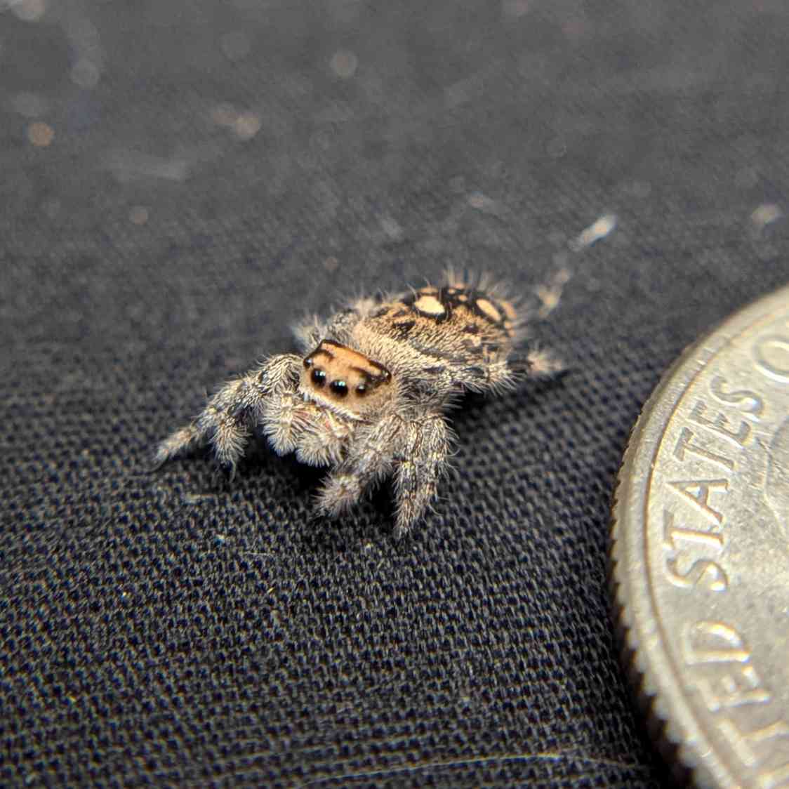 Regal Jumping Spider "Pink Lemonade"