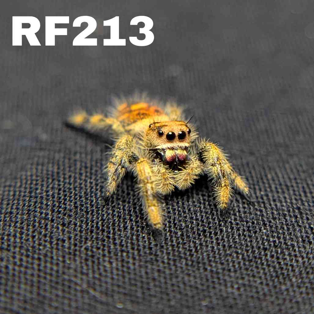 Regal Jumping Spider "Sunset"