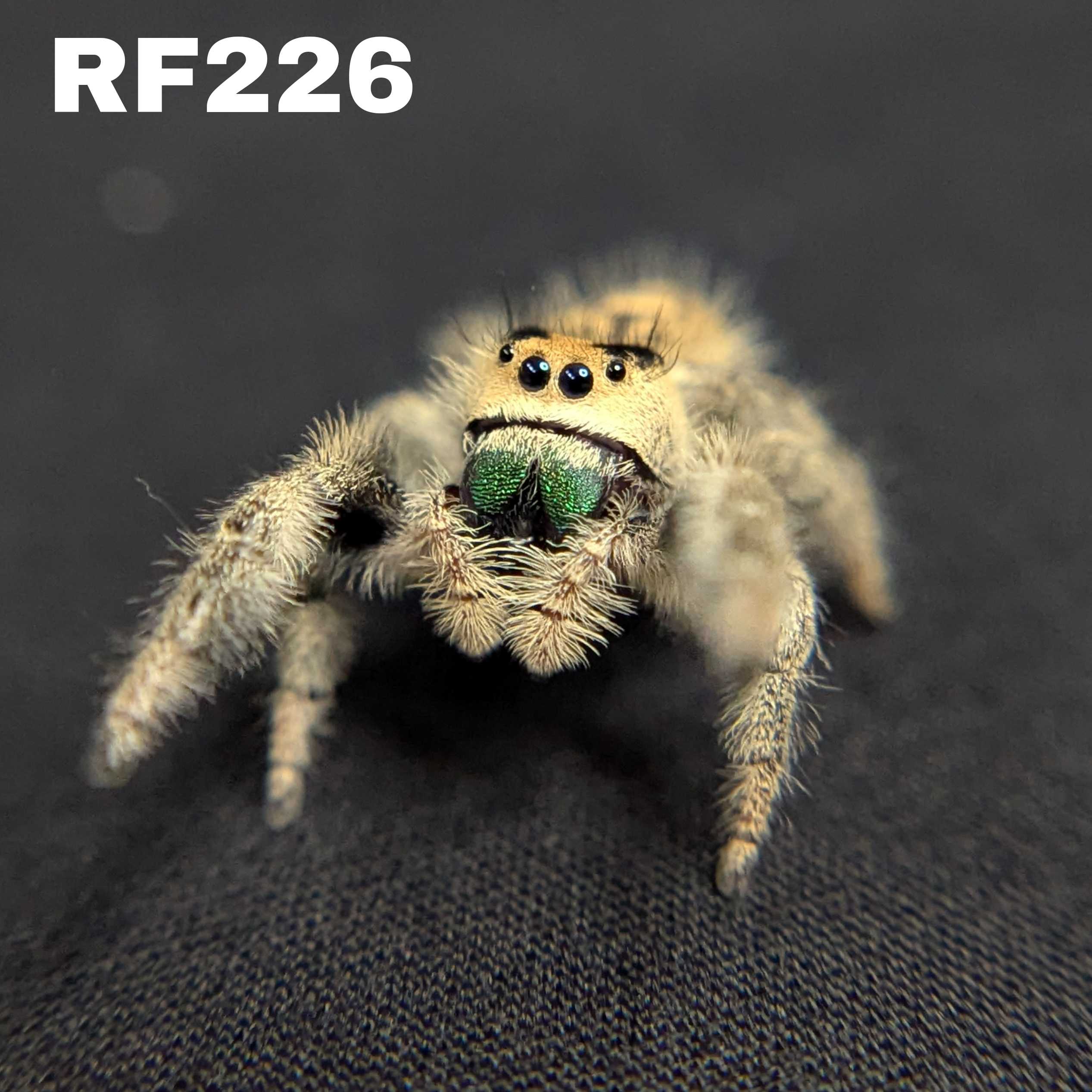 Regal Jumping Spider "Seafoam"