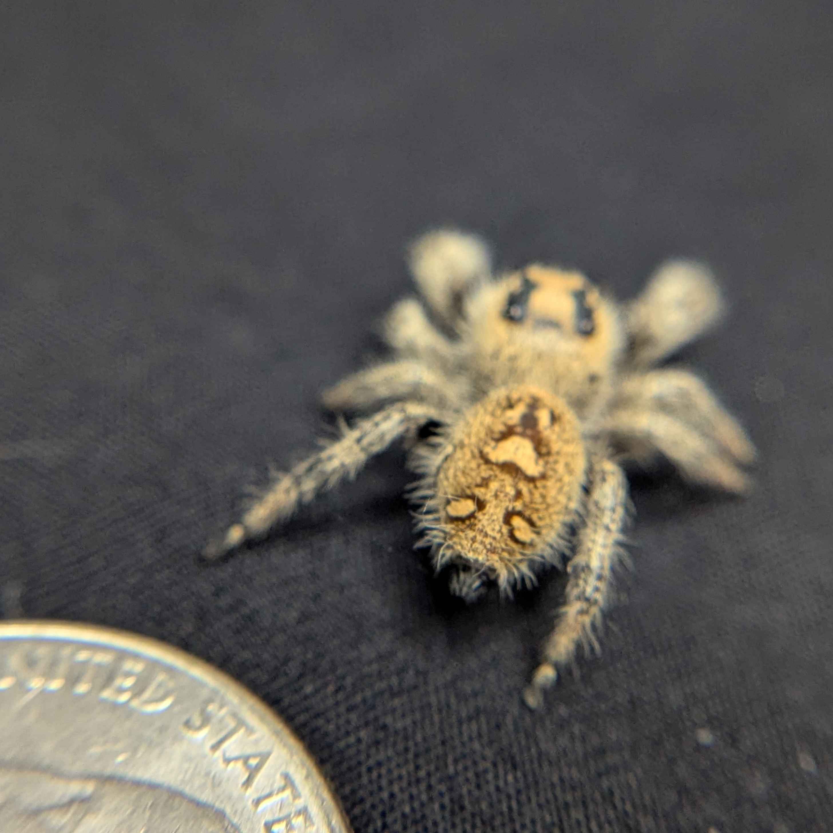 Regal Jumping Spider "Seafoam"
