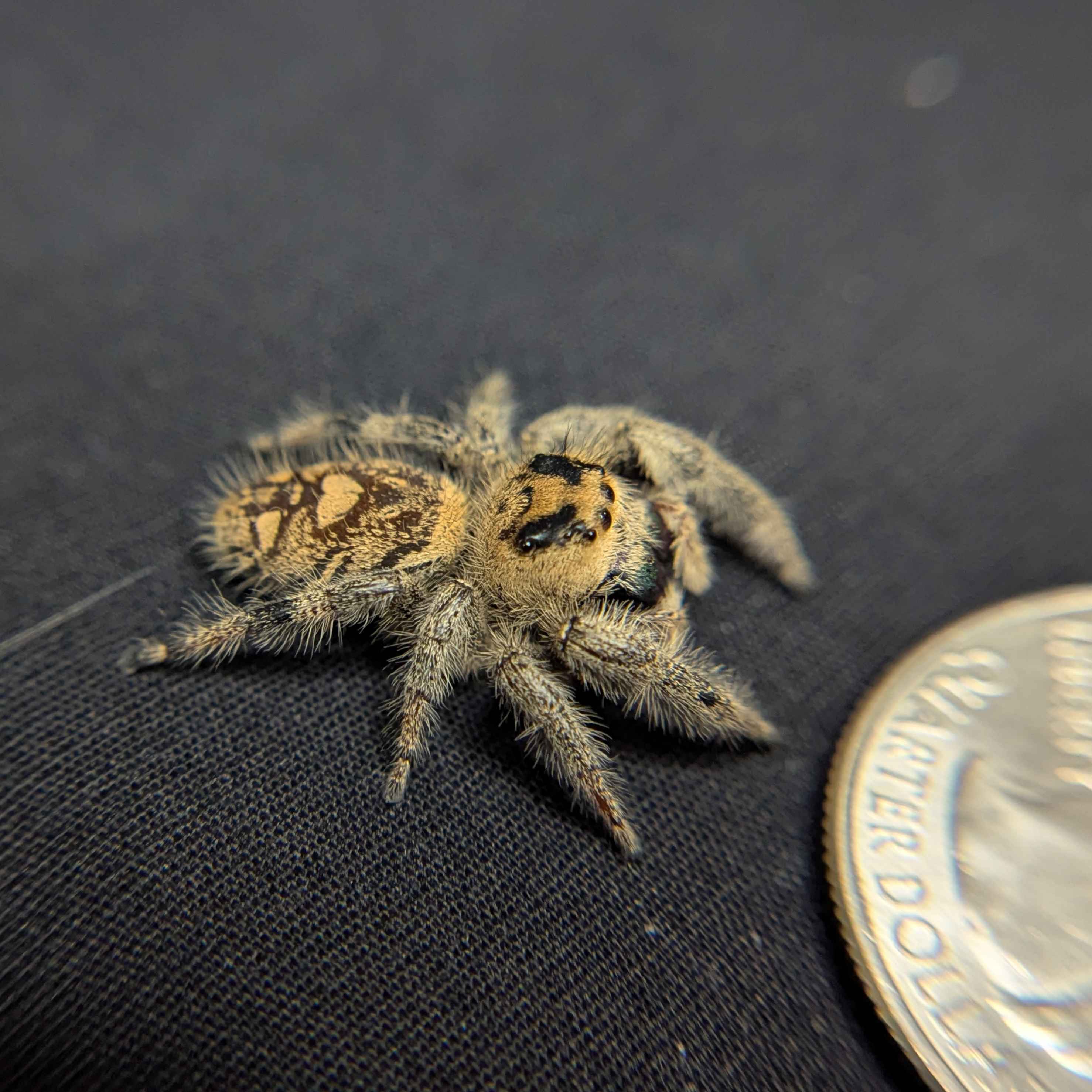 Regal Jumping Spider "Keylime"