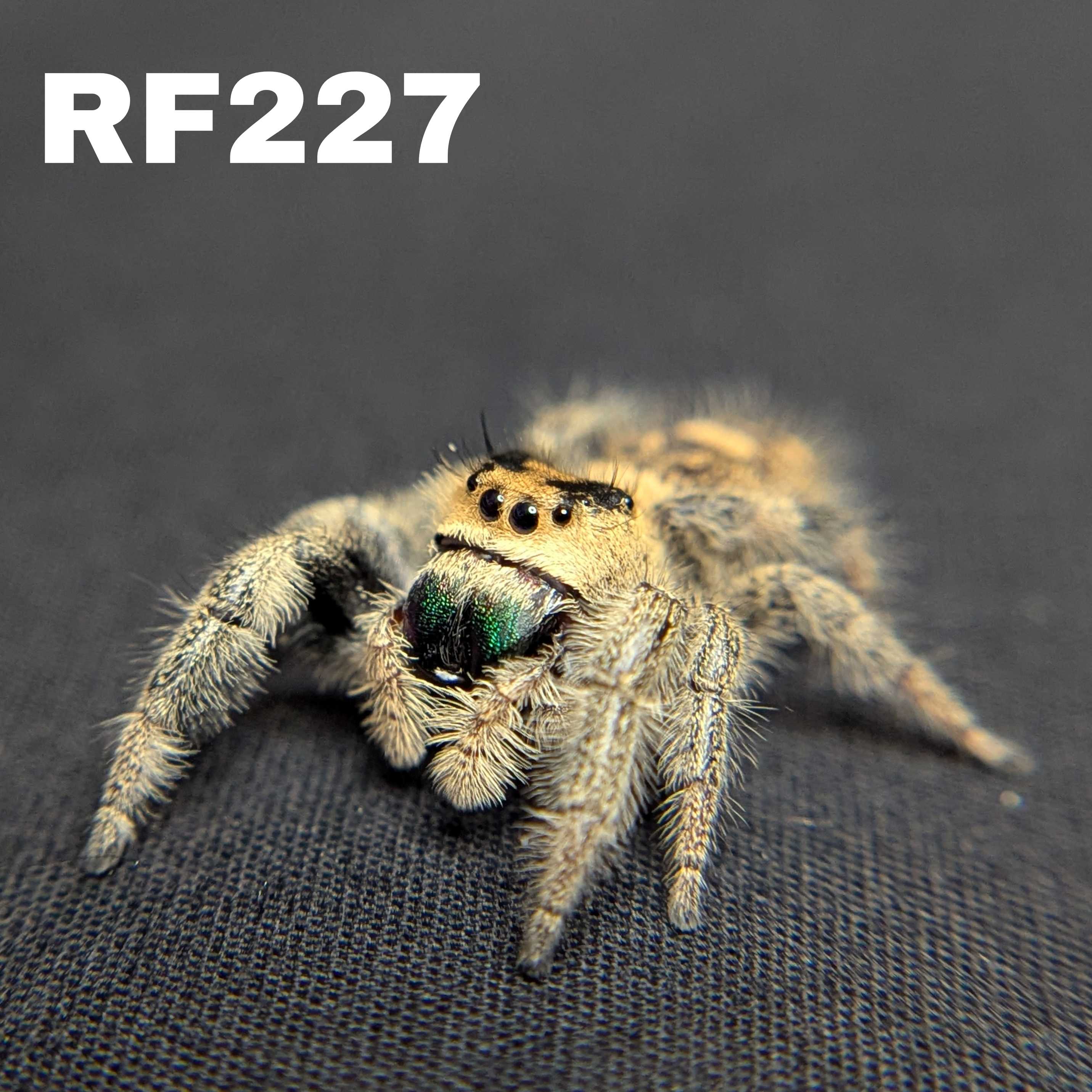 Regal Jumping Spider "Keylime"