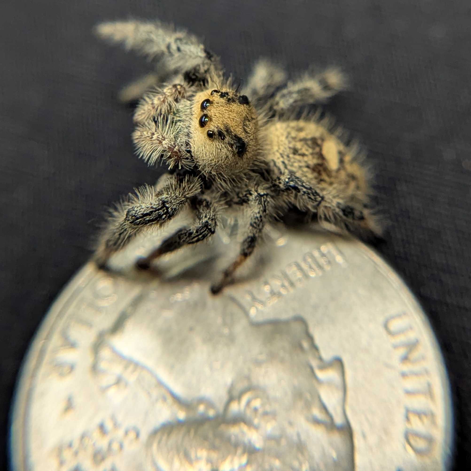 Regal Jumping Spider "Goldie"