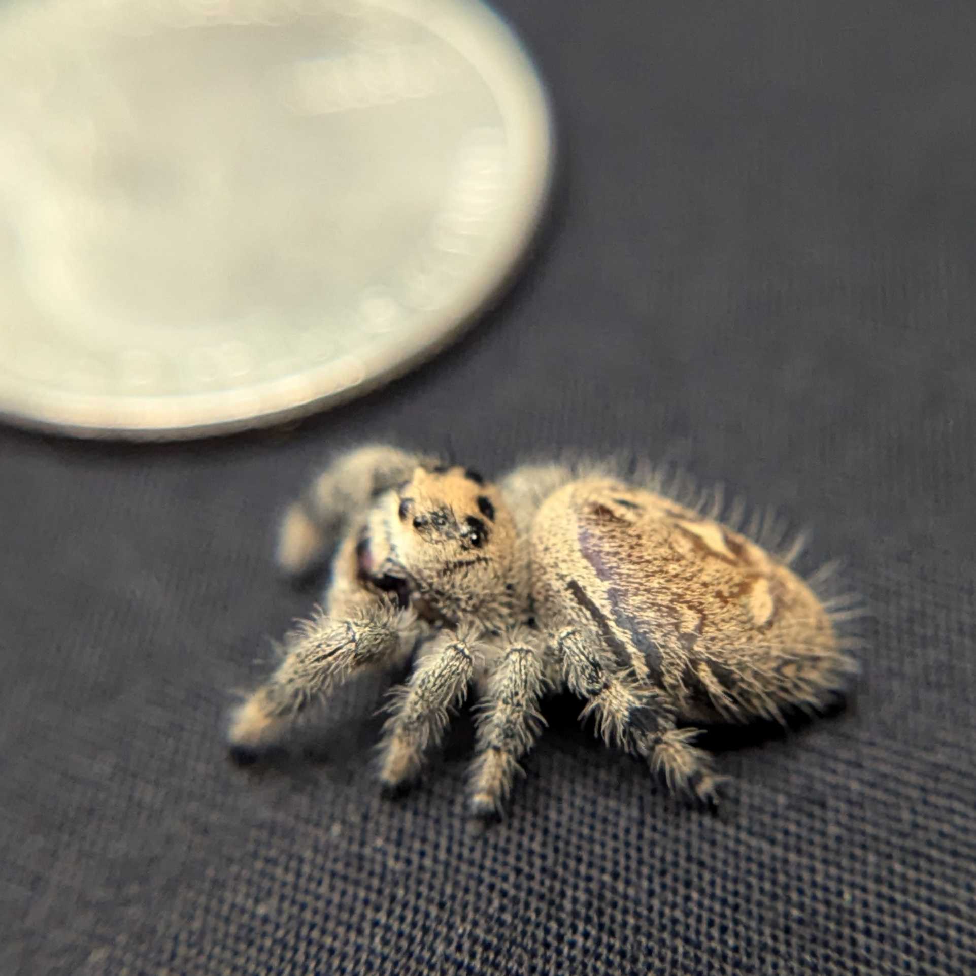 Regal Jumping Spider "Pixie"