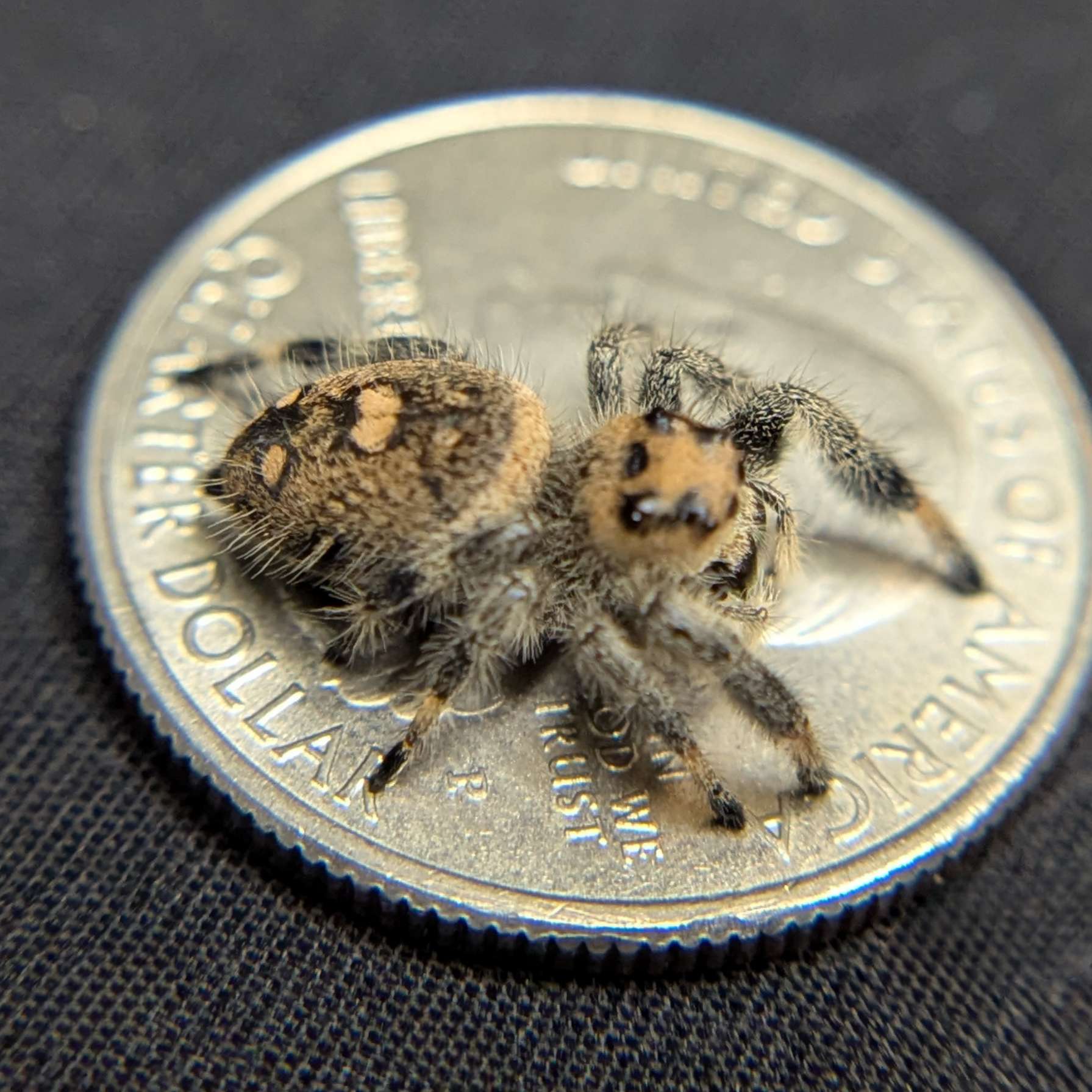 Regal Jumping Spider "Fig"