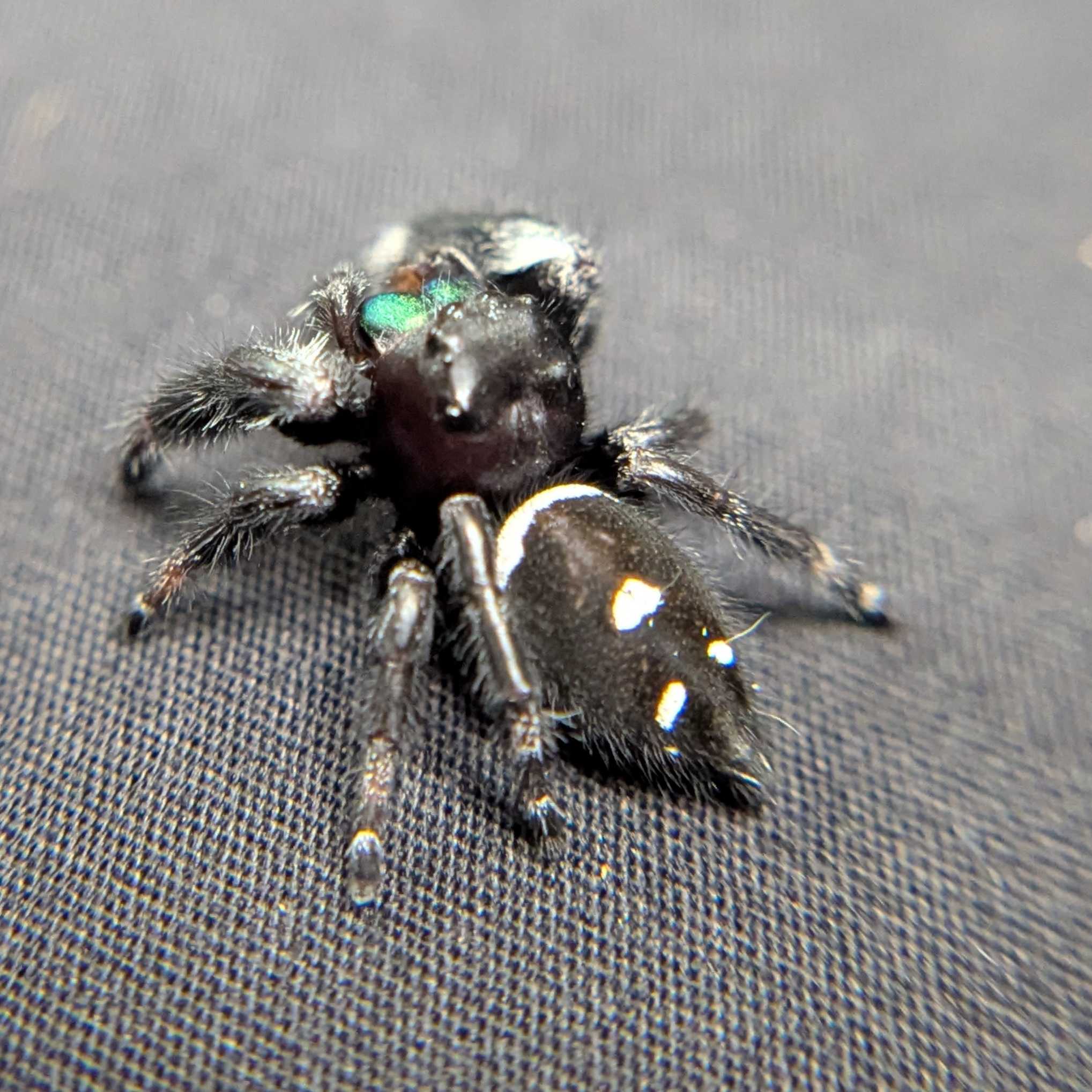 Regal Jumping Spider "Forest"